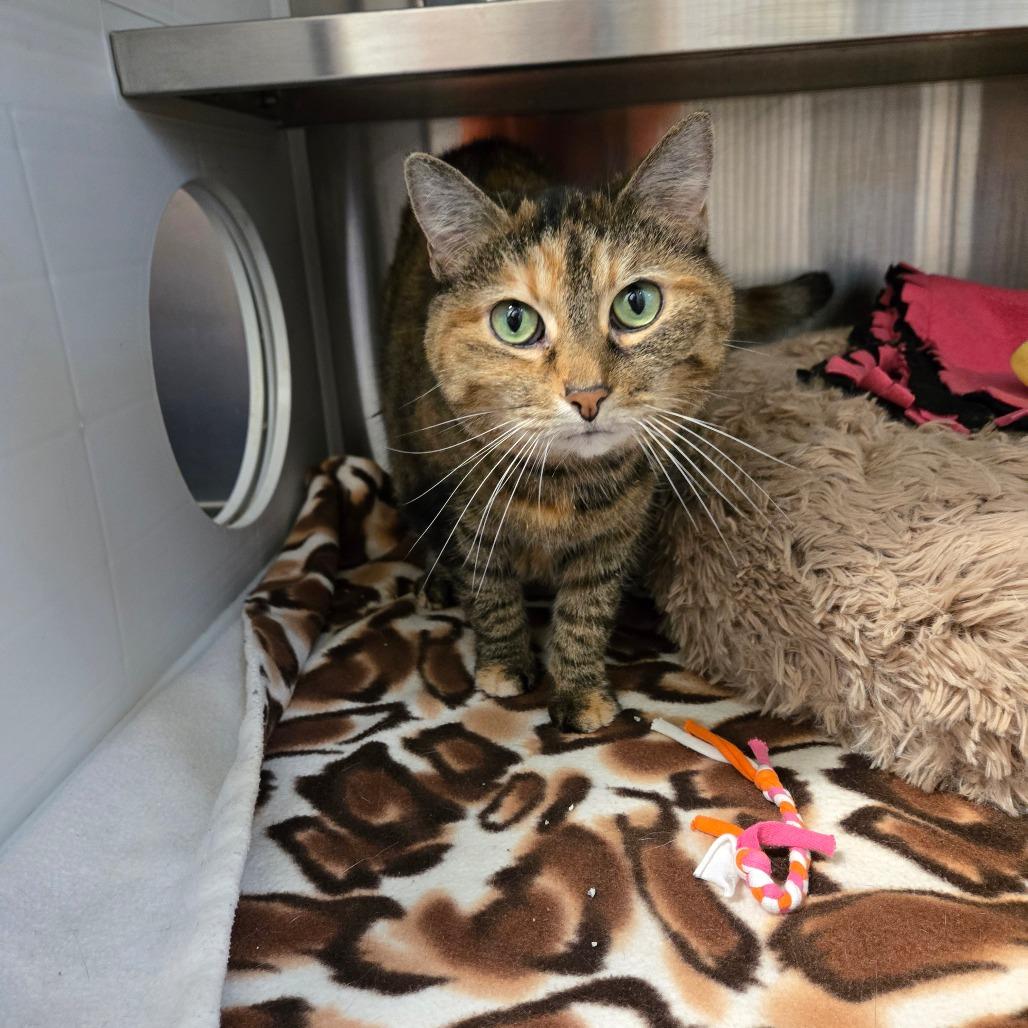 Enlarge Mia, a Adoptable Domestic Short Hair in Nashville, IN image 3/6