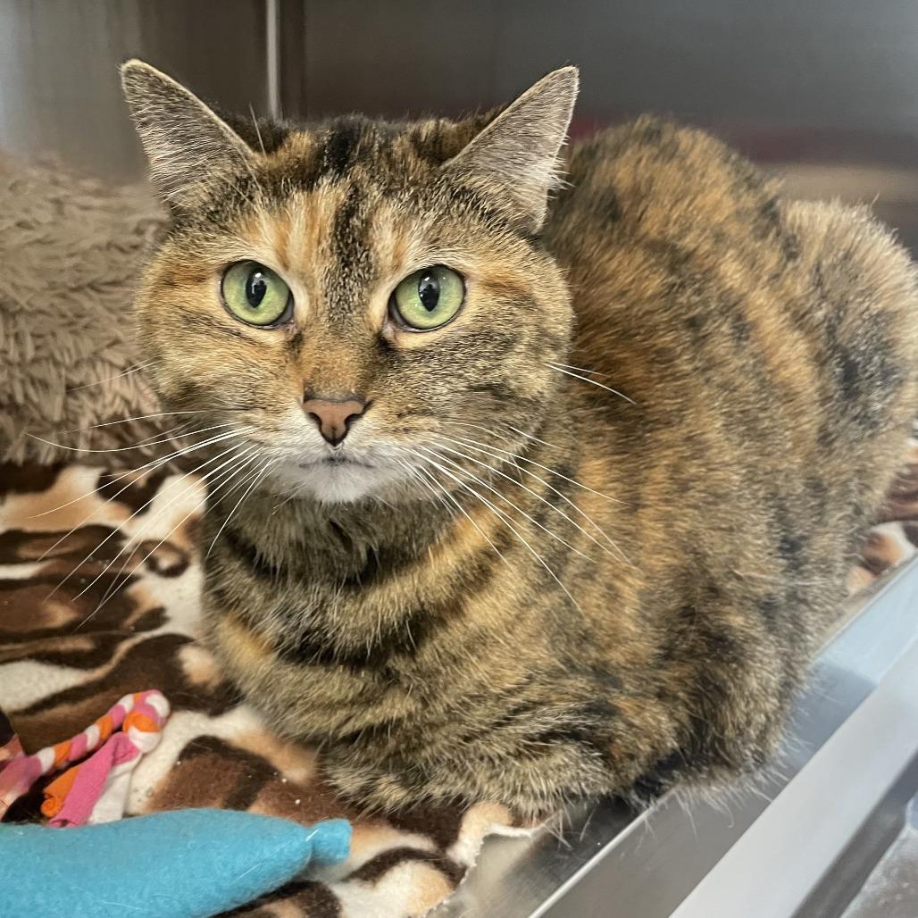 Enlarge Mia, a Adoptable Domestic Short Hair in Nashville, IN image 4/6