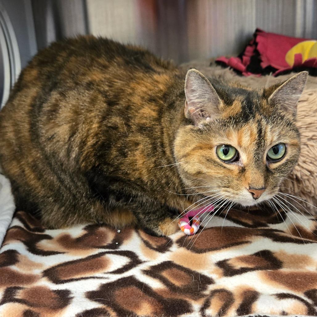 Enlarge Mia, a Adoptable Domestic Short Hair in Nashville, IN image 5/6