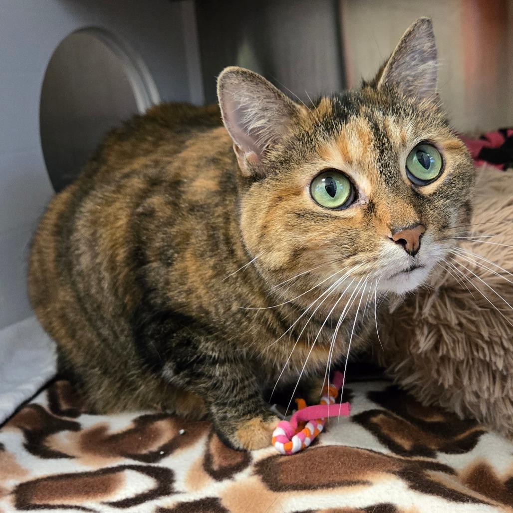 Enlarge Mia, a Adoptable Domestic Short Hair in Nashville, IN image 6/6