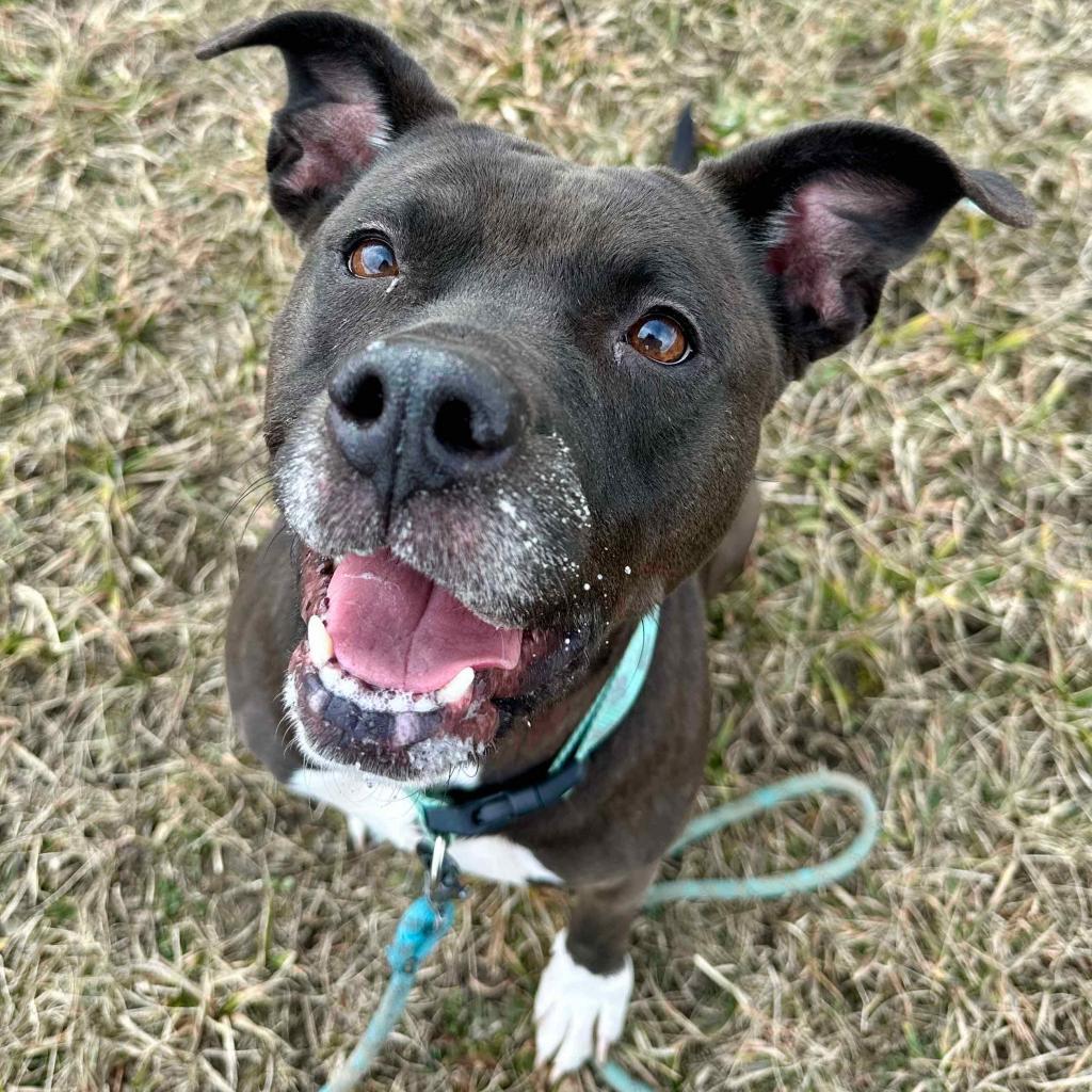 Princess, Adoptable, Senior Female Pit Bull Terrier & Mixed Breed.
