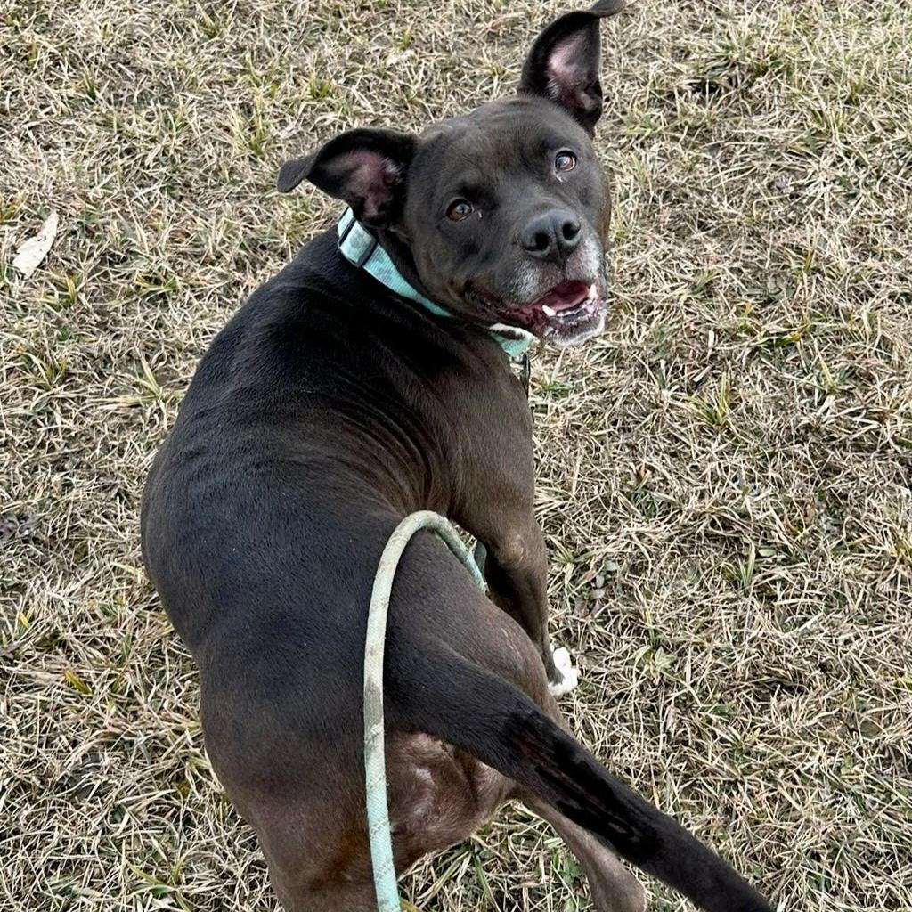 Princess, a Adoptable mixed breed in Bristol, IN image 2/2