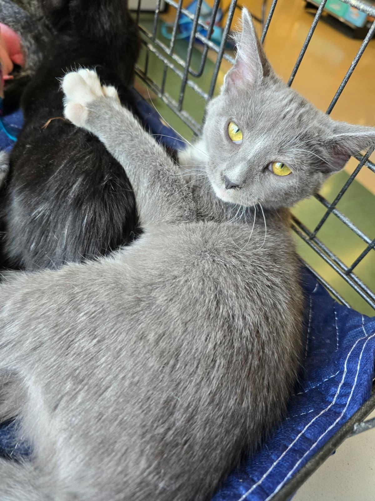 Enlarge Airbag, a Adopted Domestic Short Hair in Nottingham, MD image 3/3
