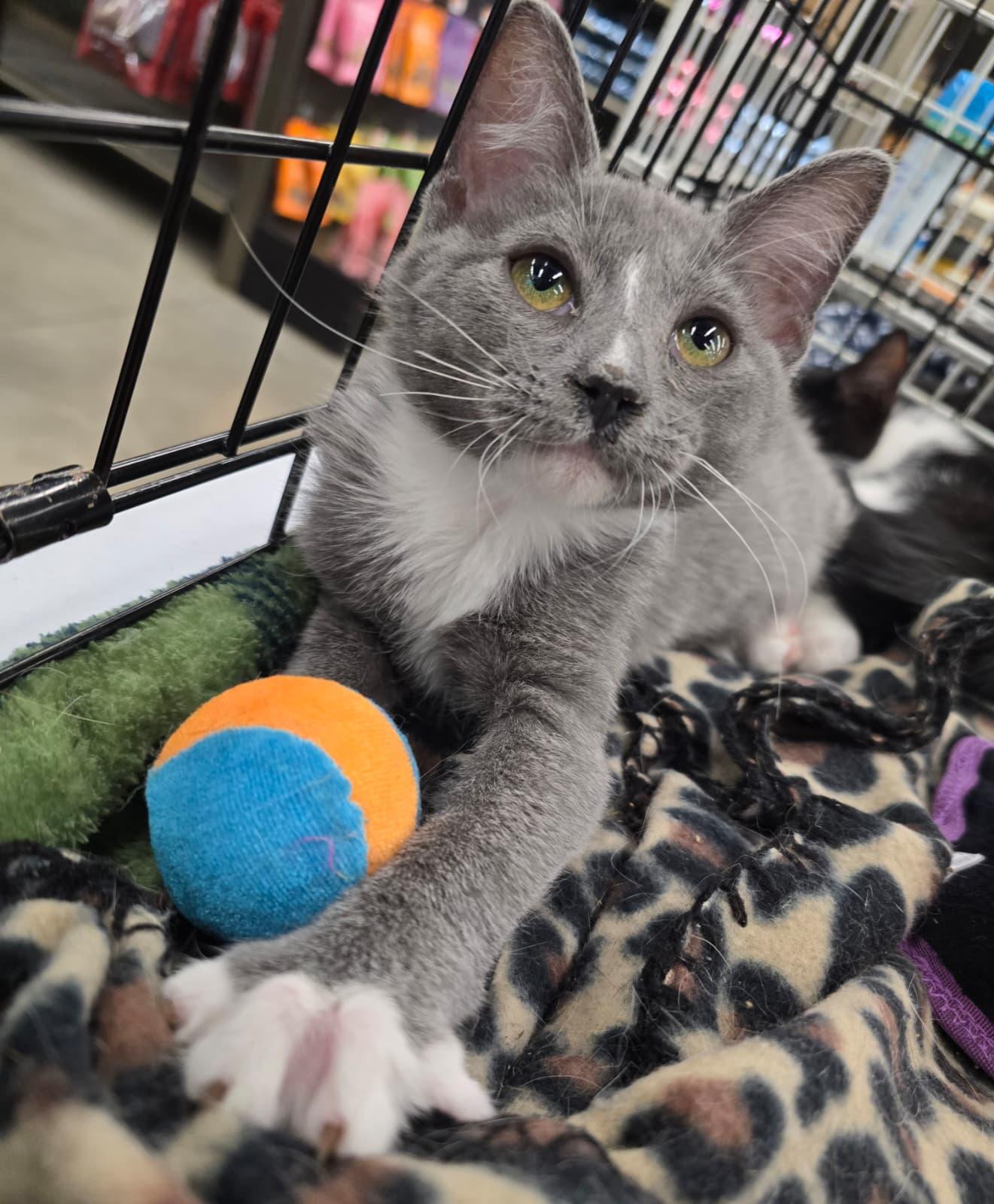 Enlarge Airbag, a Adopted Domestic Short Hair in Nottingham, MD image 2/3
