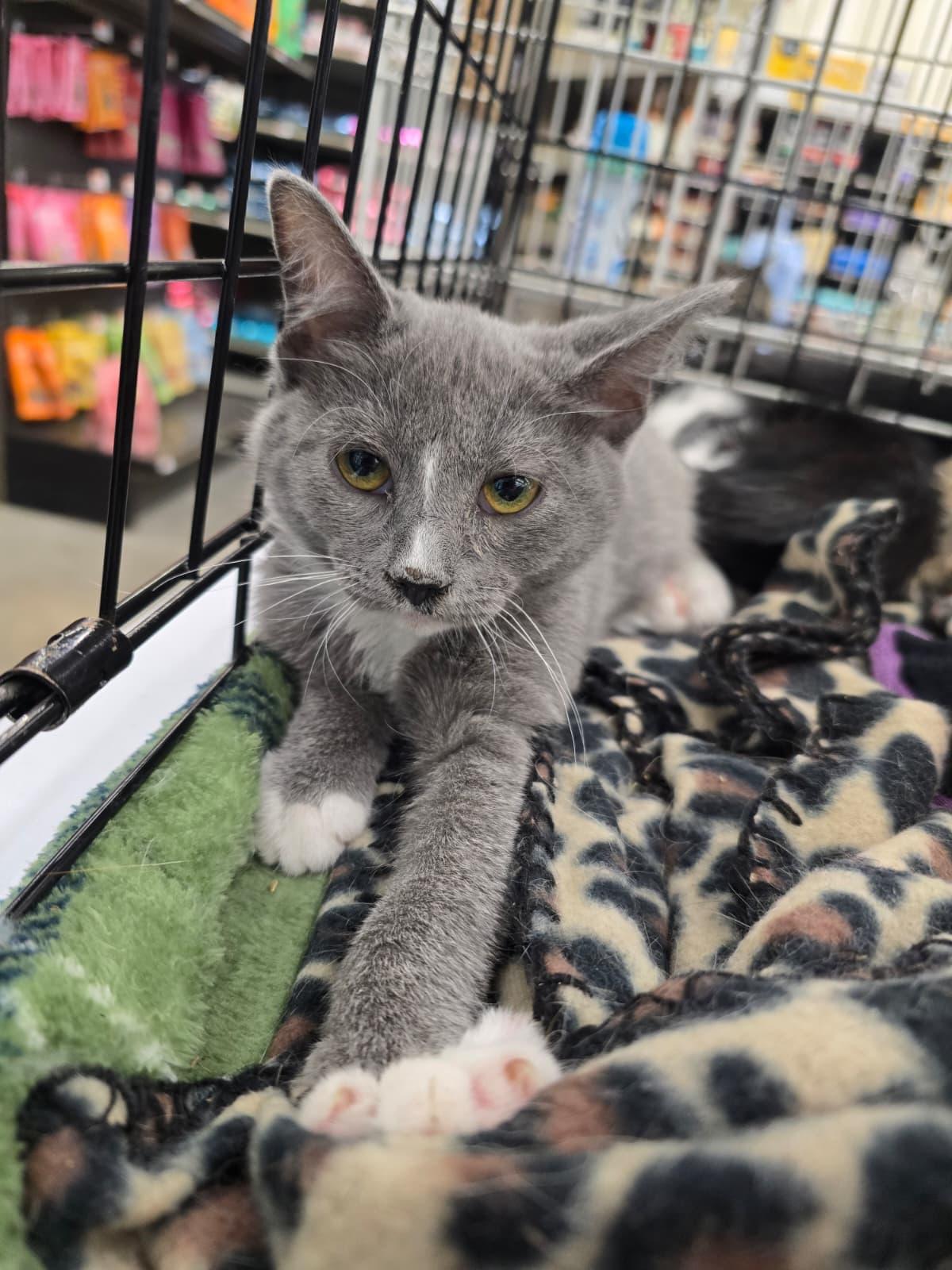 Airbag, Adopted, Young Female Domestic Short Hair.