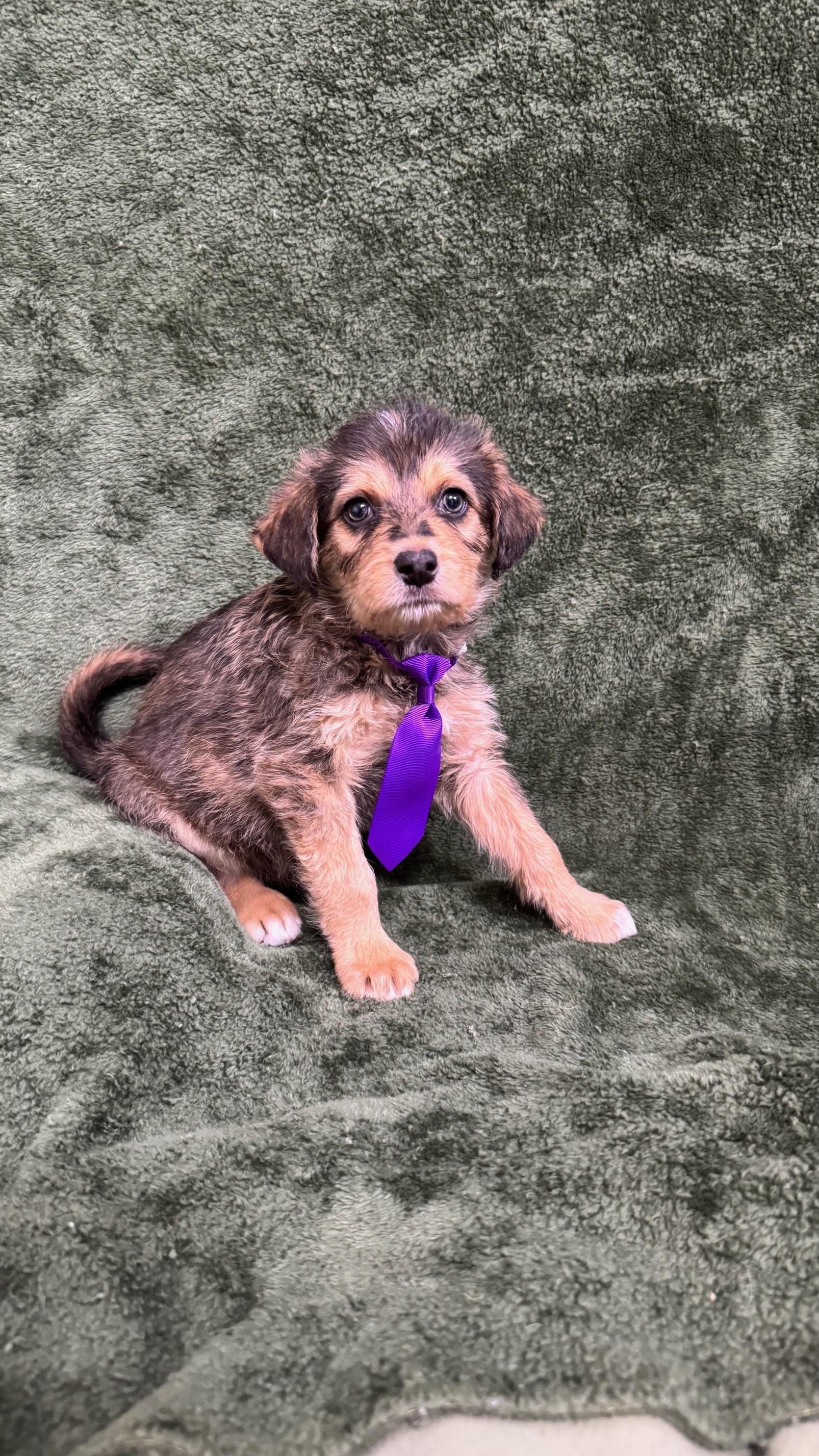 Patrick, a ADOPTABLE mixed breed in Knoxville, TN image 3/3