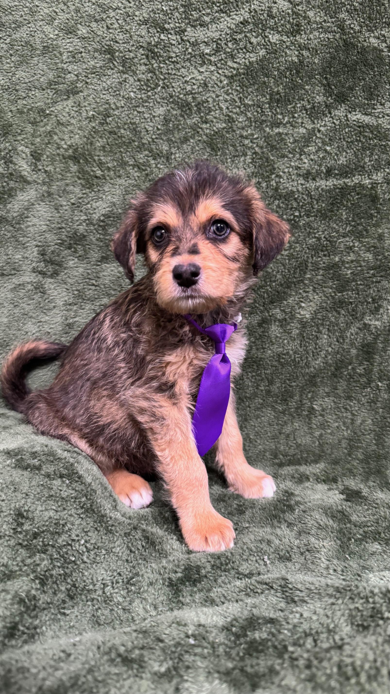 Patrick, a ADOPTABLE mixed breed in Knoxville, TN image 2/3