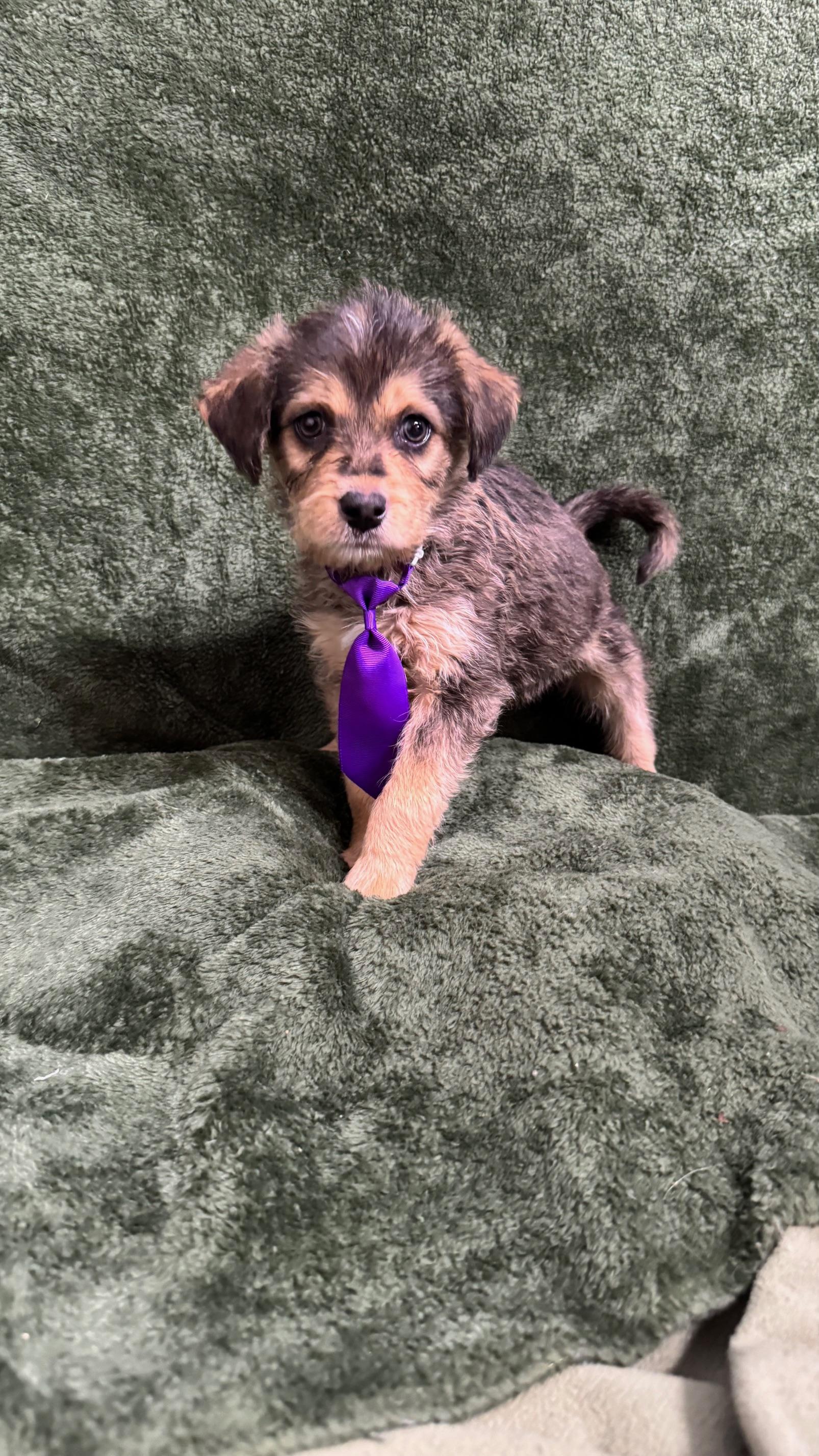 Patrick, ADOPTABLE, Puppy Male Beagle & Terrier.