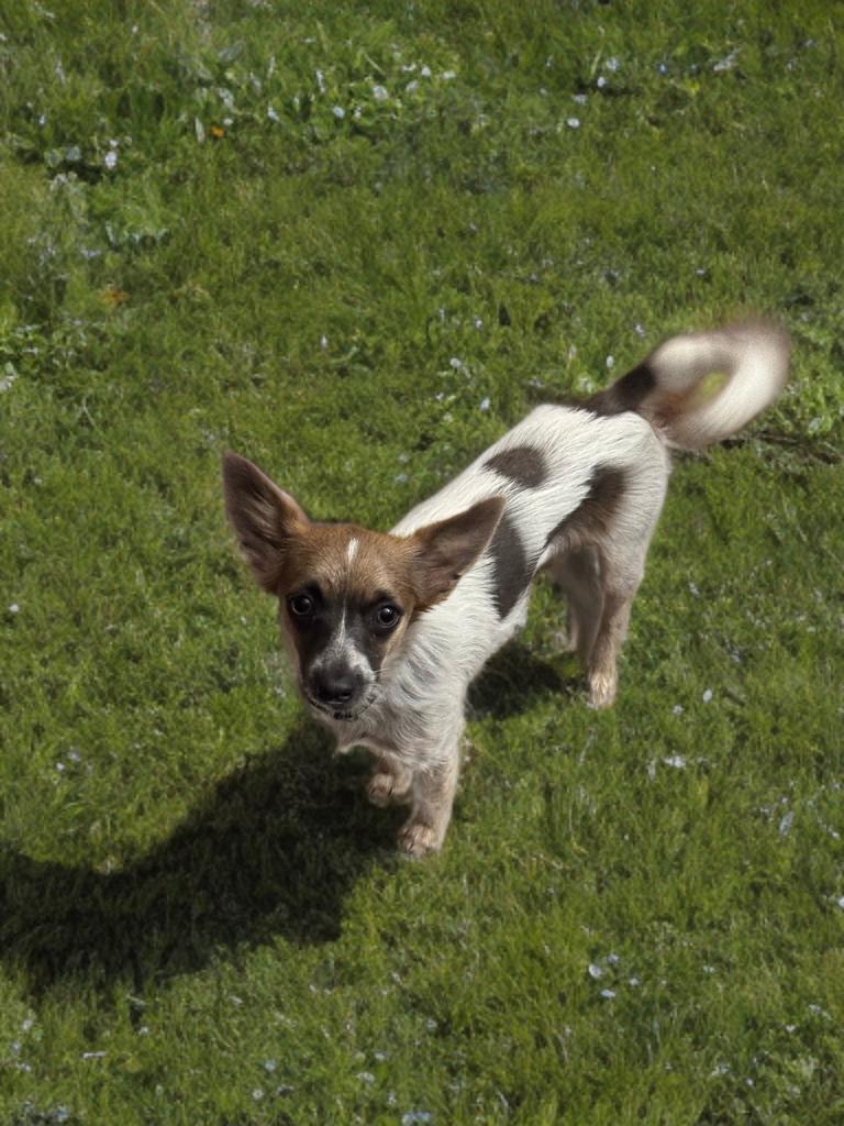 Pancho Villa, Adoptable, Young Male Chihuahua.
