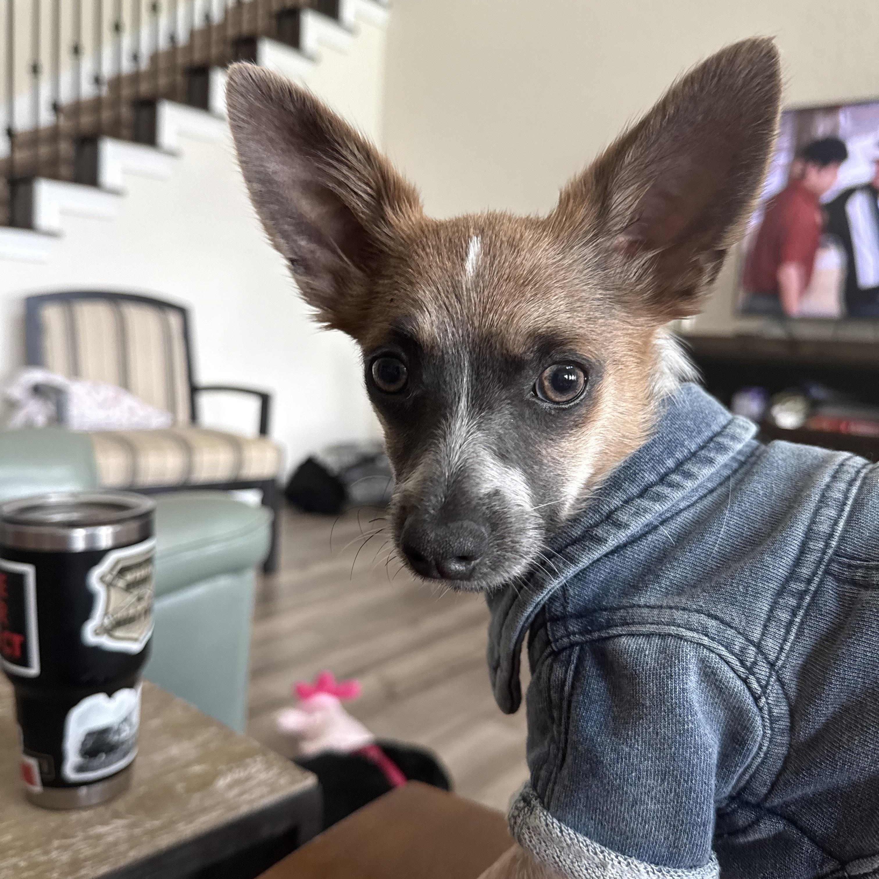 Pancho Villa, a Adoptable Chihuahua in San Antonio, TX image 2/3