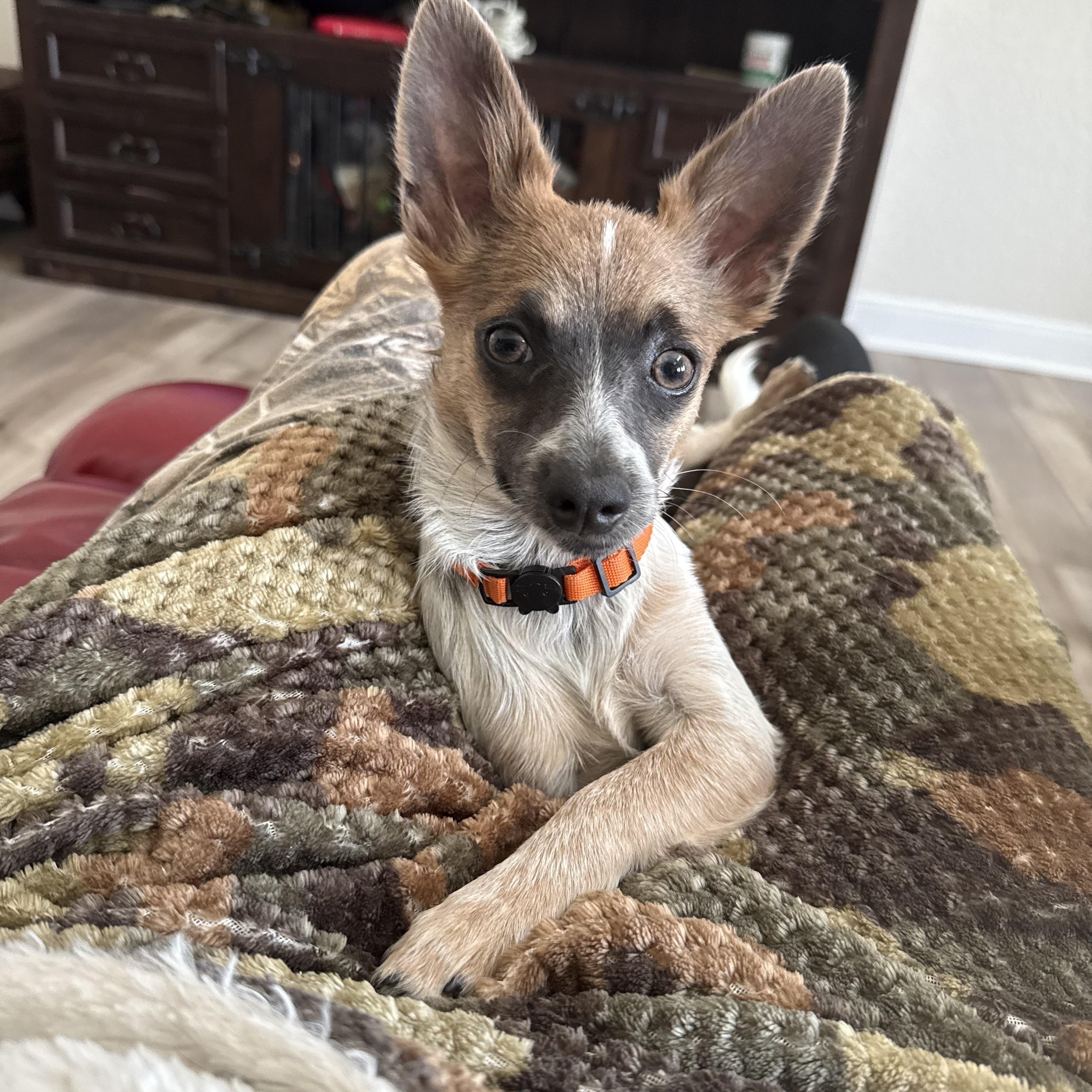 Pancho Villa, a Adoptable Chihuahua in San Antonio, TX image 3/3
