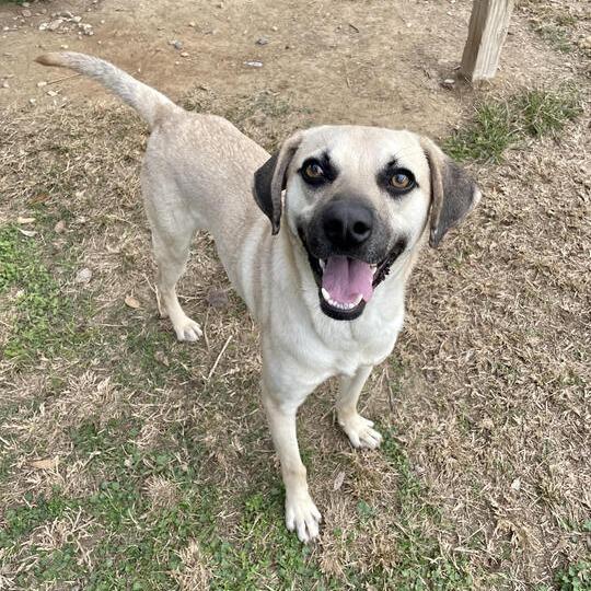 Neil Diamond, a Adoptable mixed breed in Carencro, LA image 1/6