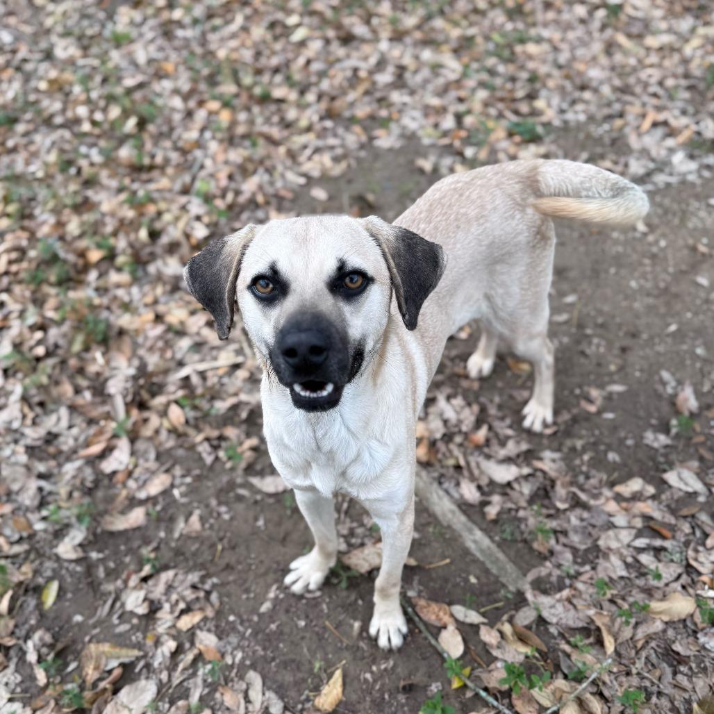 Neil Diamond, a Adoptable mixed breed in Carencro, LA image 2/6