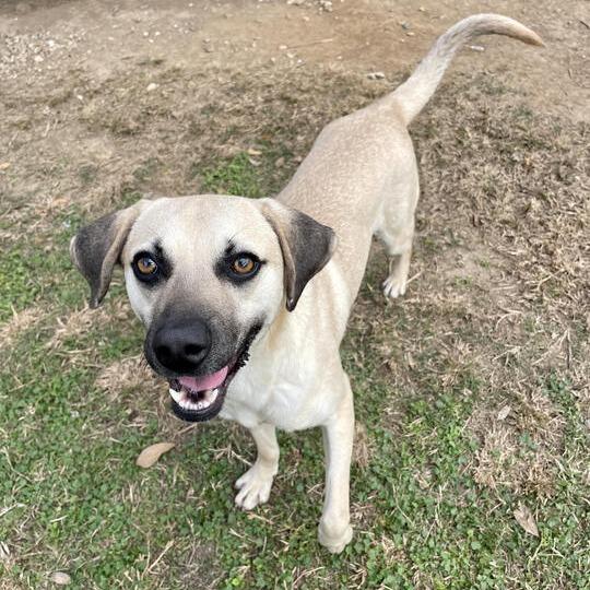 Neil Diamond, a Adoptable mixed breed in Carencro, LA image 3/6