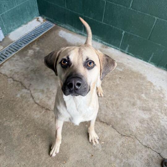 Neil Diamond, a Adoptable mixed breed in Carencro, LA image 5/6