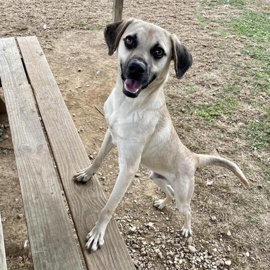 Neil Diamond, a Adoptable mixed breed in Carencro, LA image 6/6