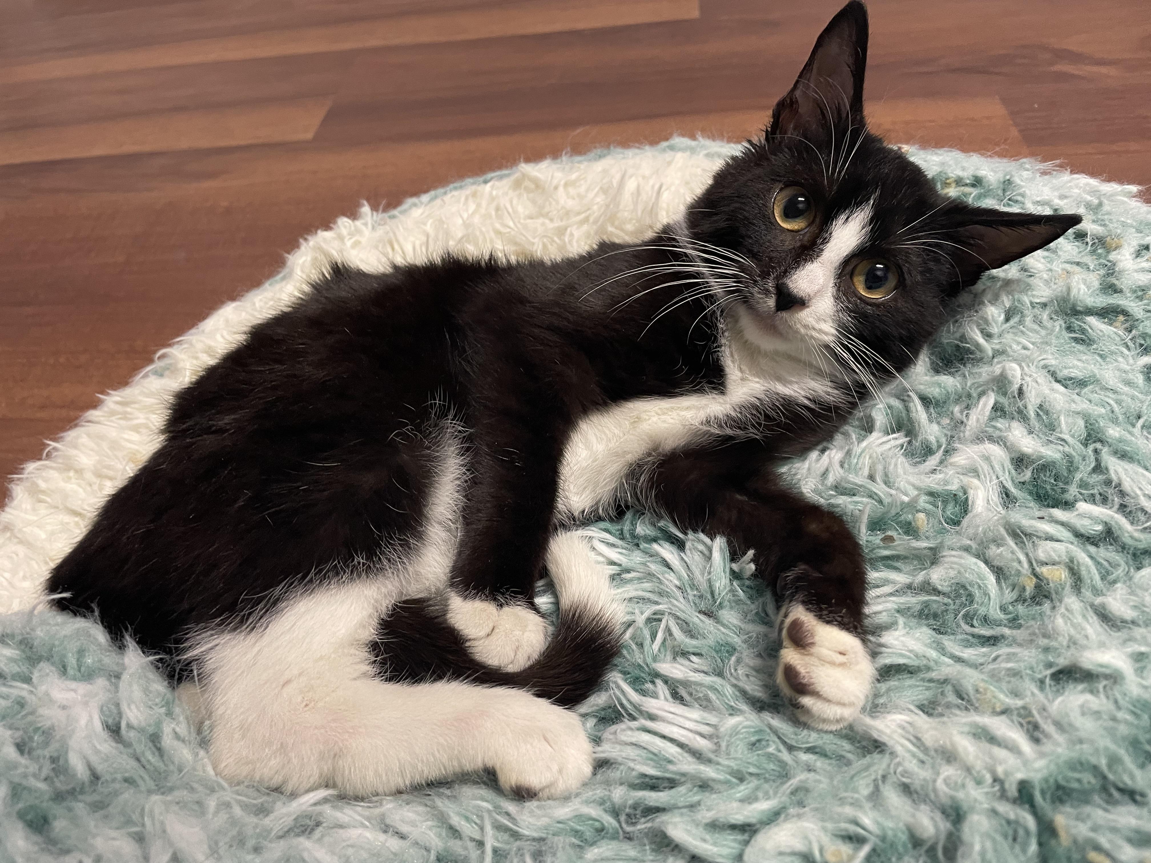 Enlarge Chippymunk, a Adopted Domestic Short Hair in Clifton, NJ image 2/6