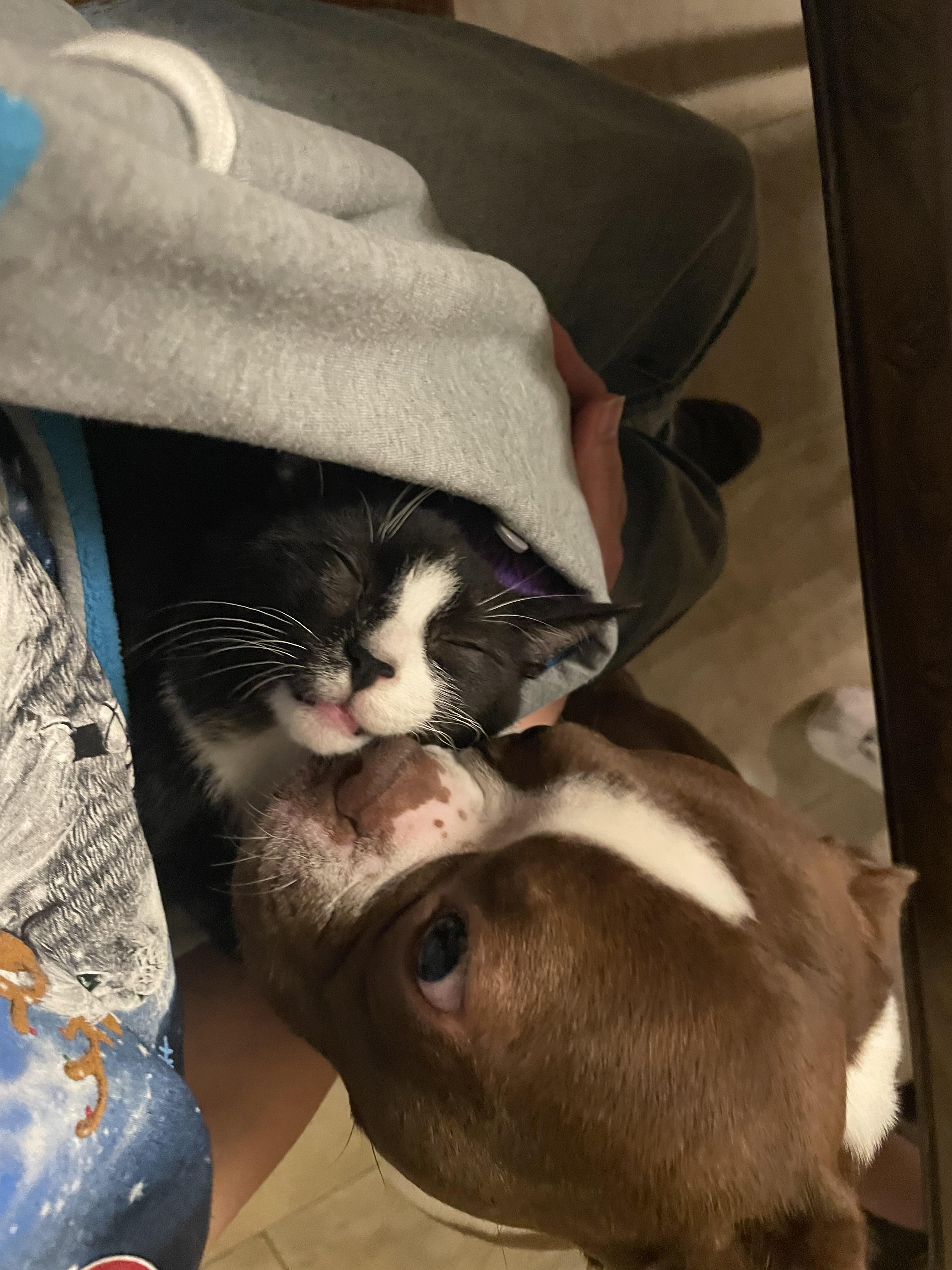 Enlarge Chippymunk, a Adopted Domestic Short Hair in Clifton, NJ image 5/6