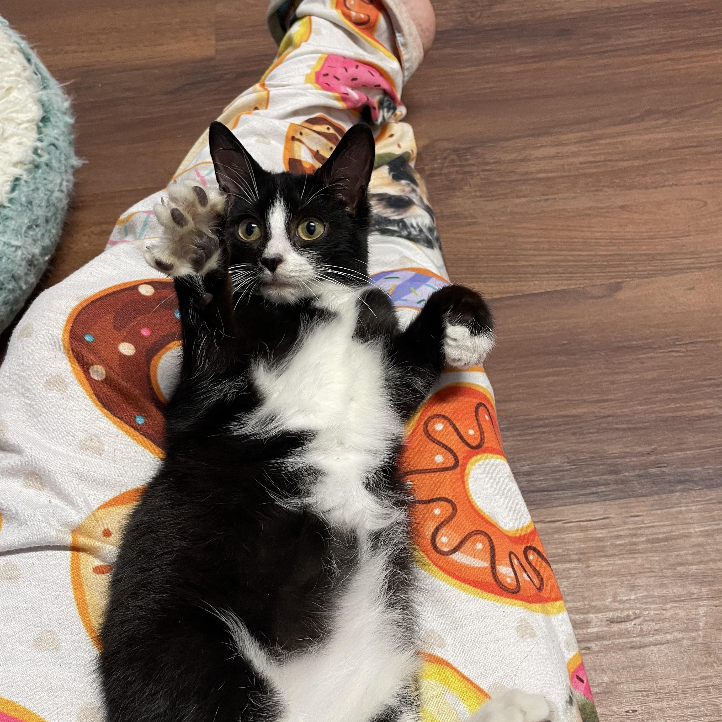 Chippymunk, Young Male Domestic Short Hair