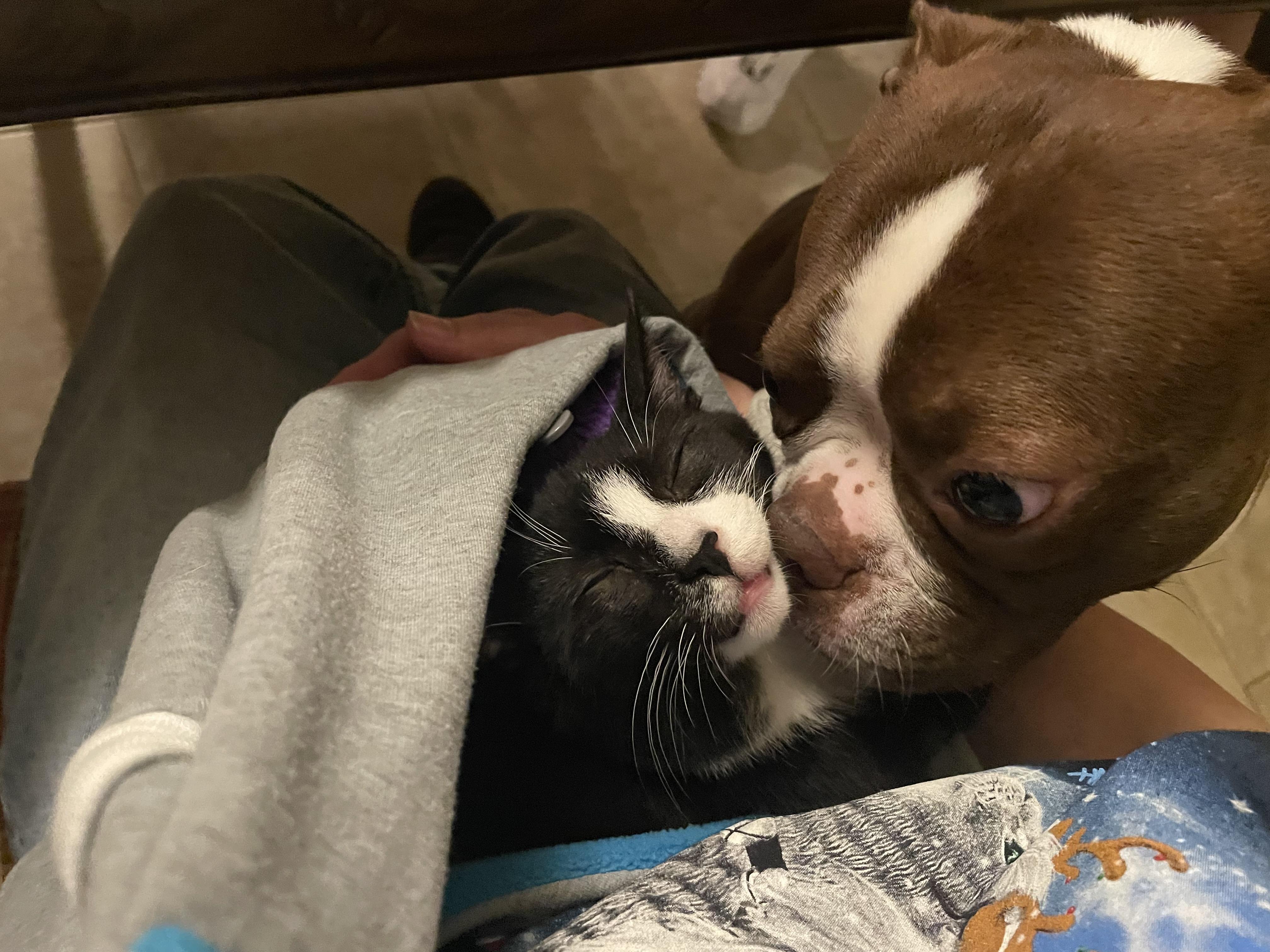 Enlarge Chippymunk, a Adopted Domestic Short Hair in Clifton, NJ image 6/6