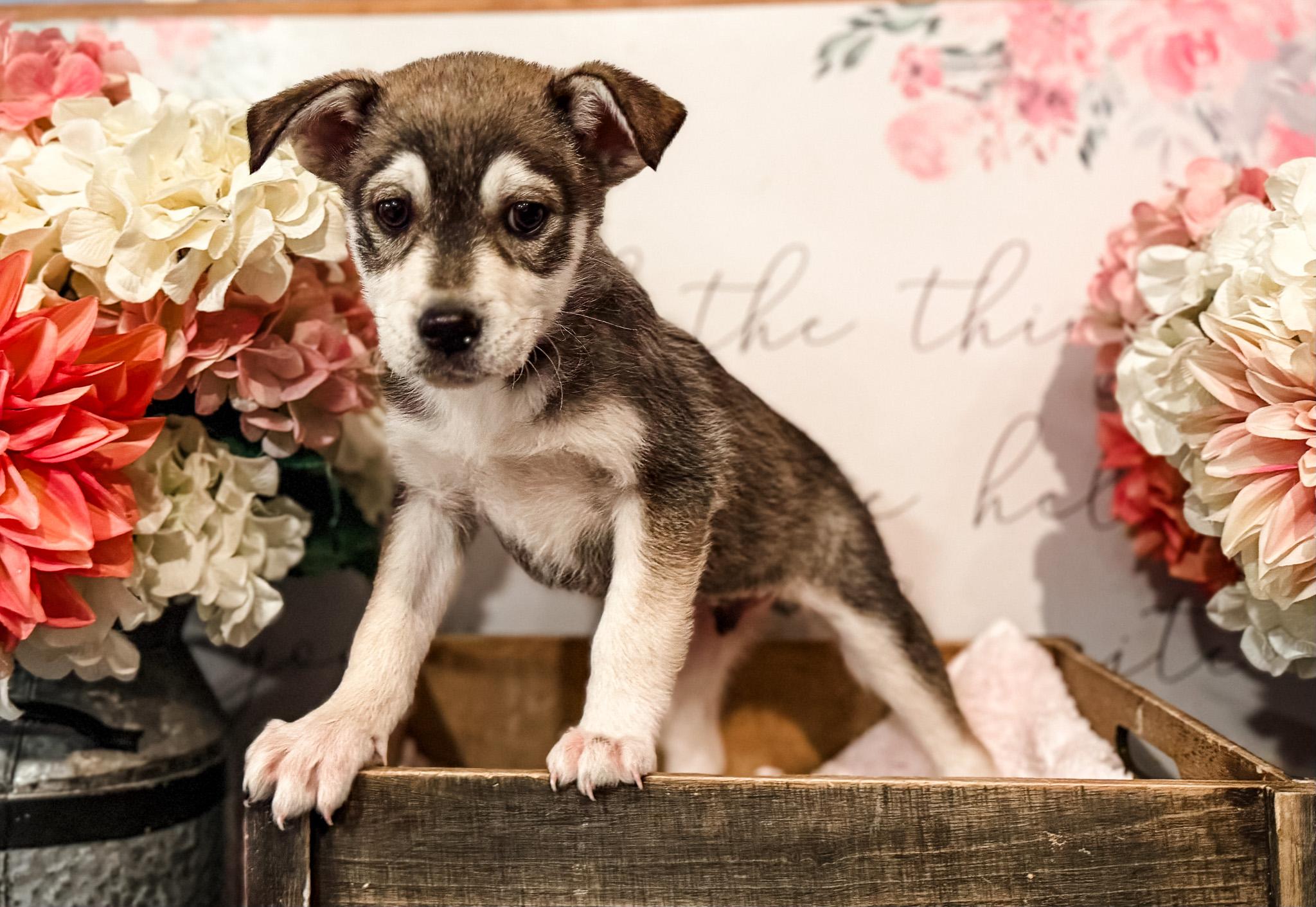 Cassian, adopted, Puppy Male Australian Shepherd.