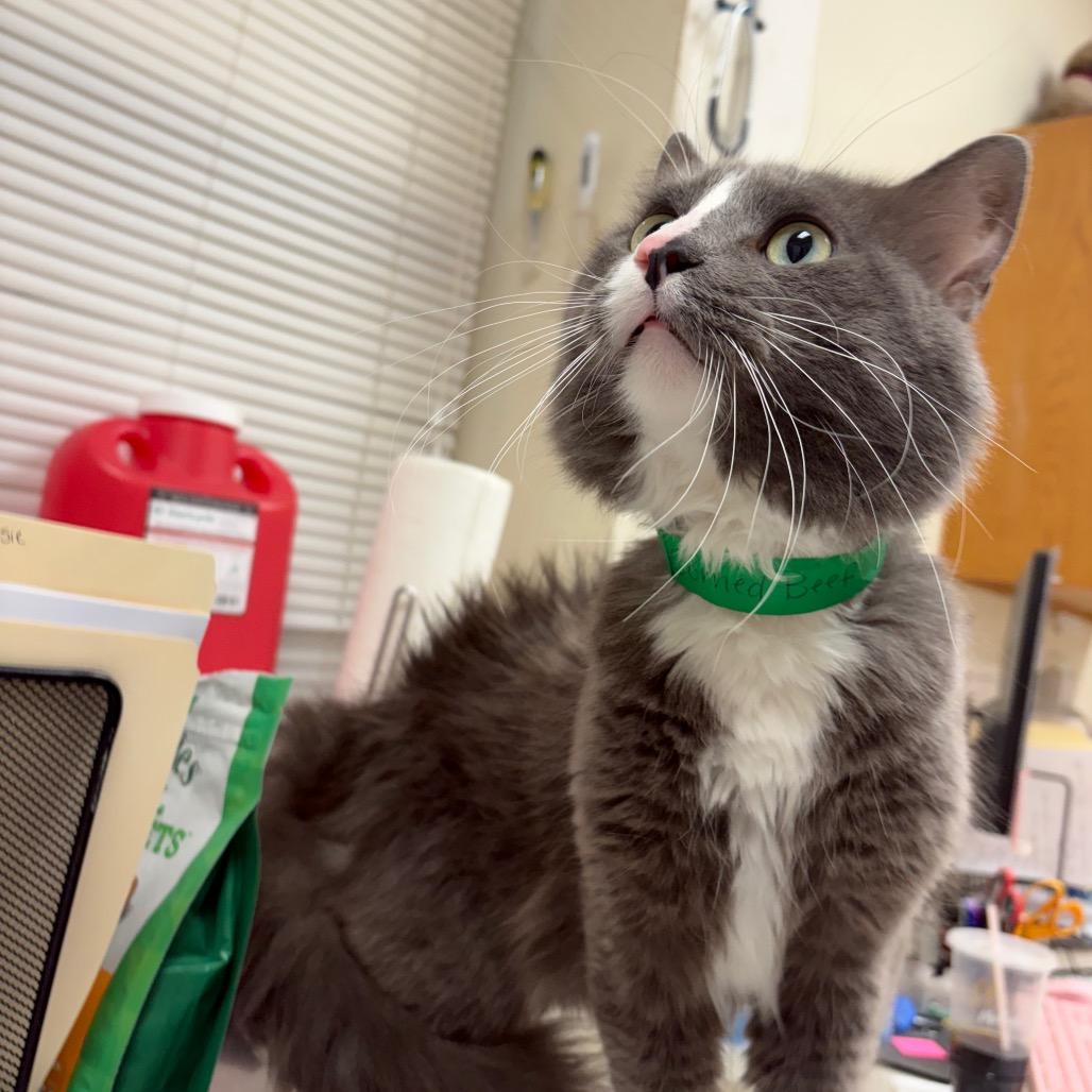 Enlarge Leonardo, a Adoptable Domestic Short Hair in Pekin, IL image 1/4