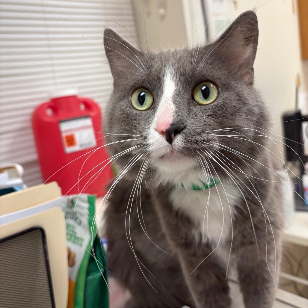 Enlarge Leonardo, a Adoptable Domestic Short Hair in Pekin, IL image 2/4