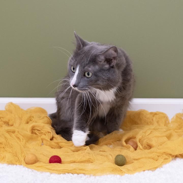 Enlarge Leonardo, a Adoptable Domestic Short Hair in Pekin, IL image 3/4