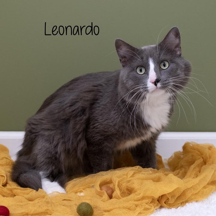 Enlarge Leonardo, a Adoptable Domestic Short Hair in Pekin, IL image 4/4