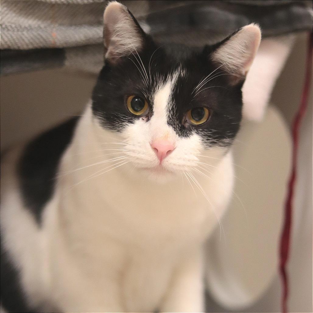 Alexander the Greatest