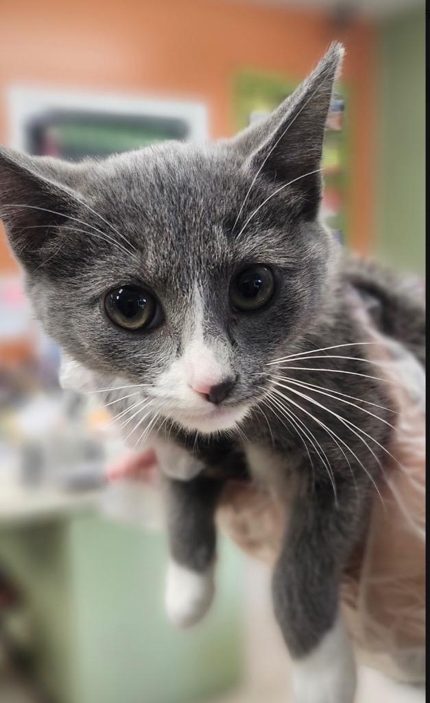 Barbuscia, Adoptable, Kitten Female Domestic Short Hair.
