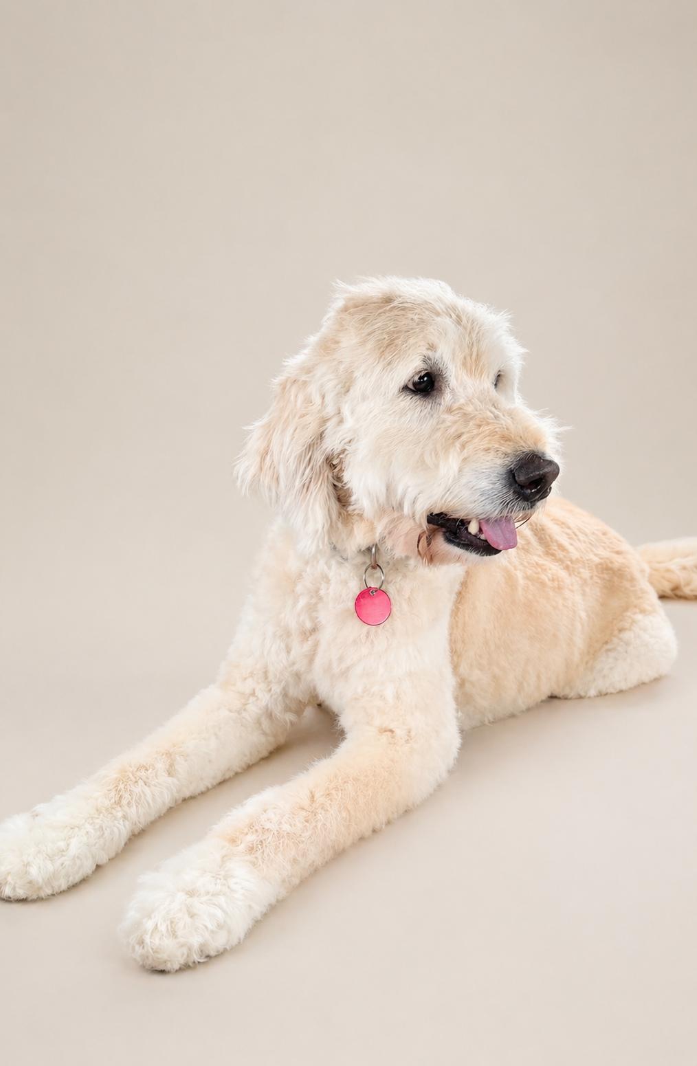 Enlarge Charlie Frank, a Adopted mixed breed in Nashville, TN image 3/3