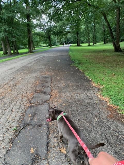 Zoey, a Adoptable Pit Bull Terrier in Teterboro, NJ image 5/6