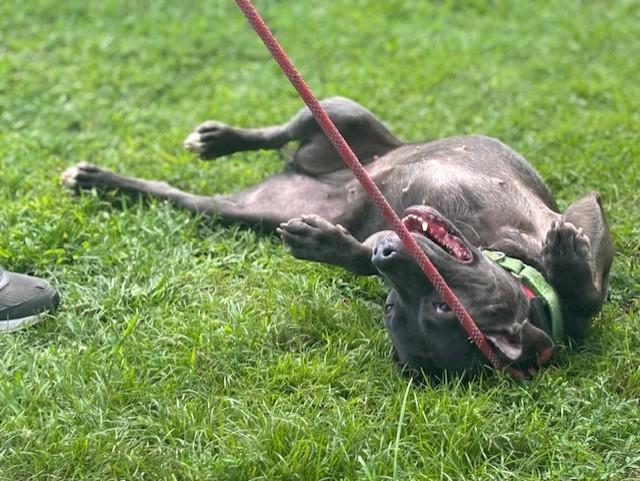 Zoey, a Adoptable Pit Bull Terrier in Teterboro, NJ image 4/6
