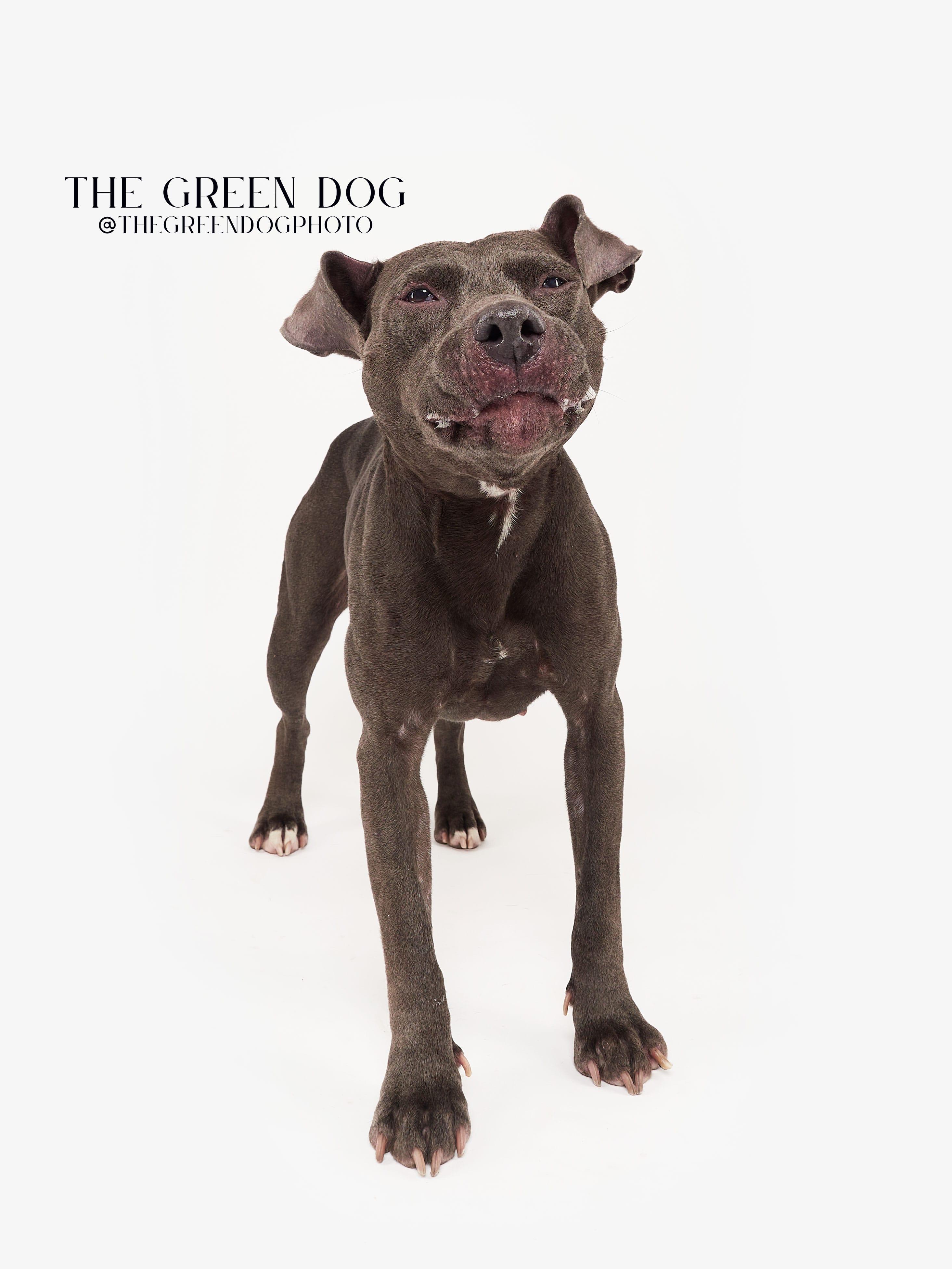 Enlarge Zoey, a Adoptable Pit Bull Terrier image 3/5
