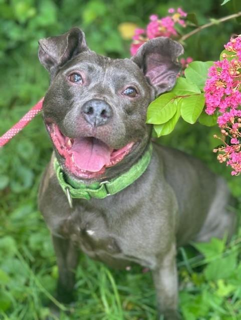Zoey, a Adoptable Pit Bull Terrier in Teterboro, NJ image 6/6