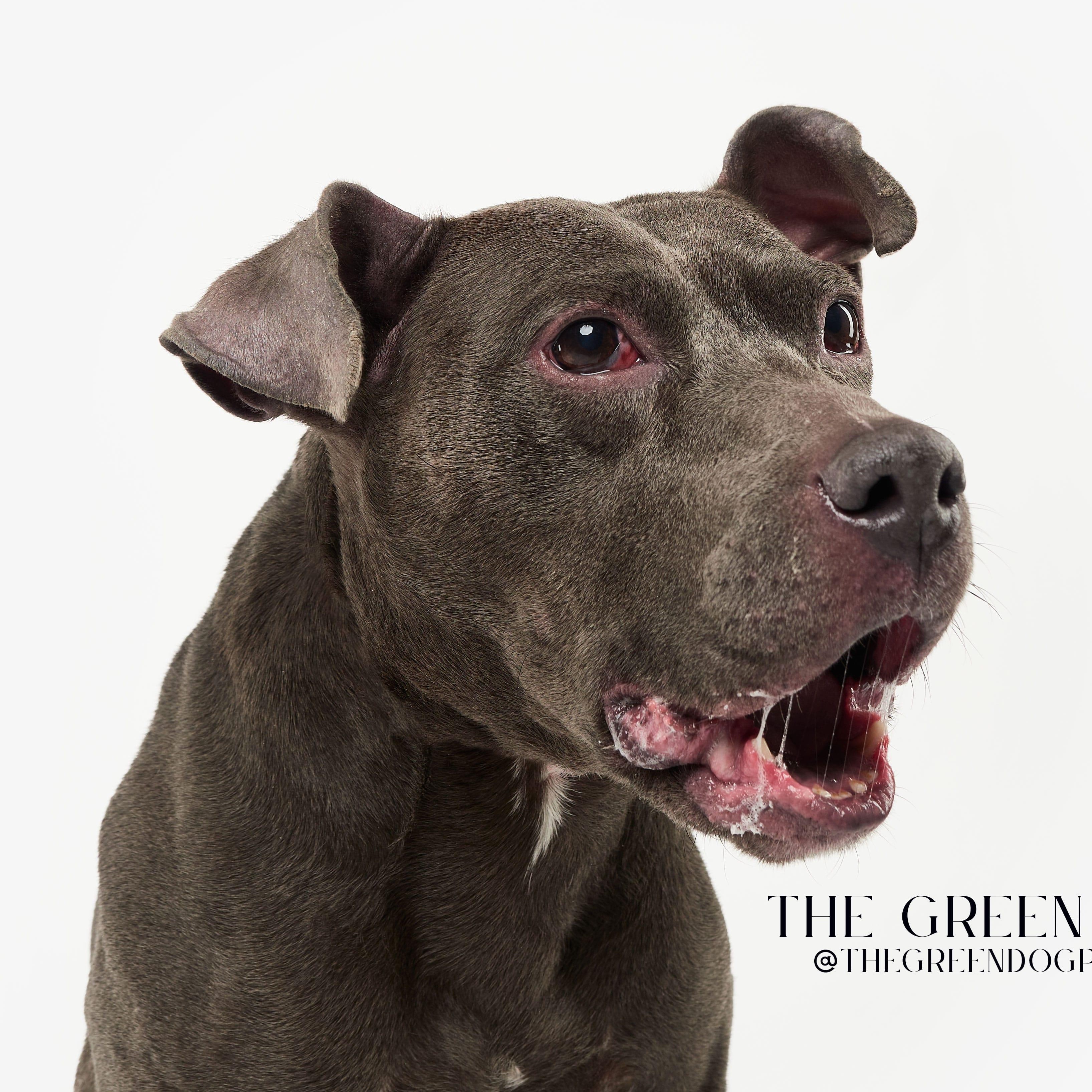 Enlarge Zoey, a Adoptable Pit Bull Terrier image 2/5