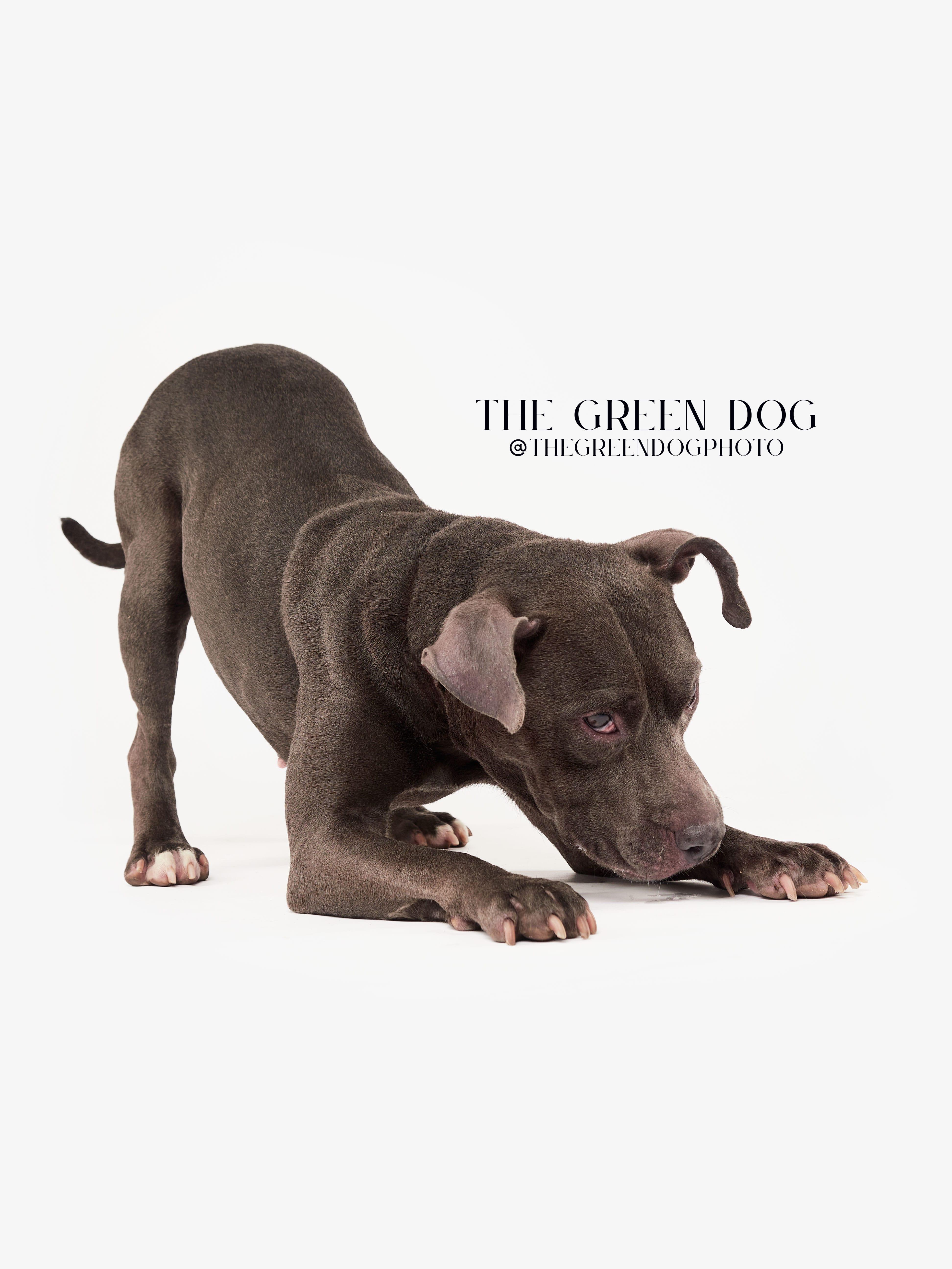 Zoey, Adoptable, Adult Female Pit Bull Terrier.