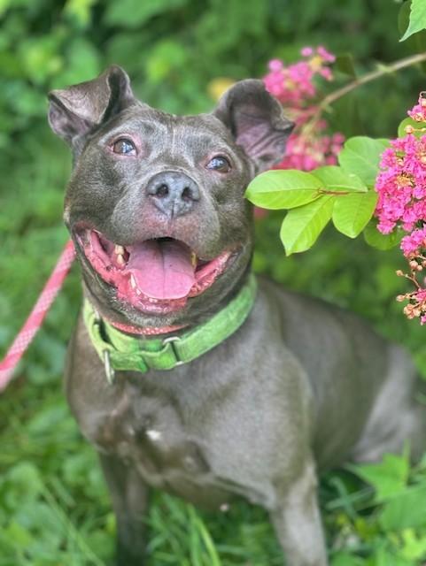 Zoey, Adoptable, Adult Female Pit Bull Terrier.