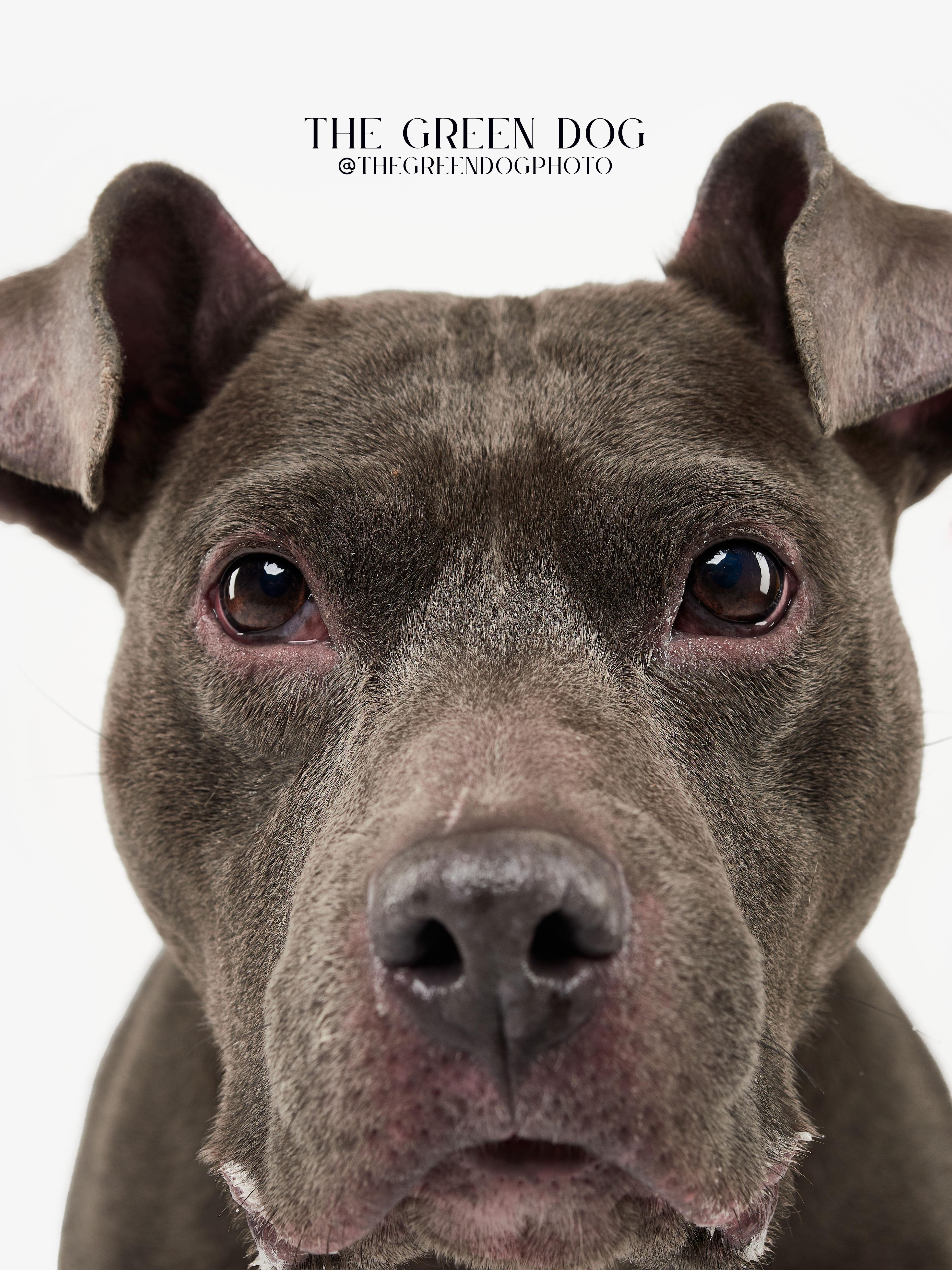 Enlarge Zoey, a Adoptable Pit Bull Terrier image 4/5