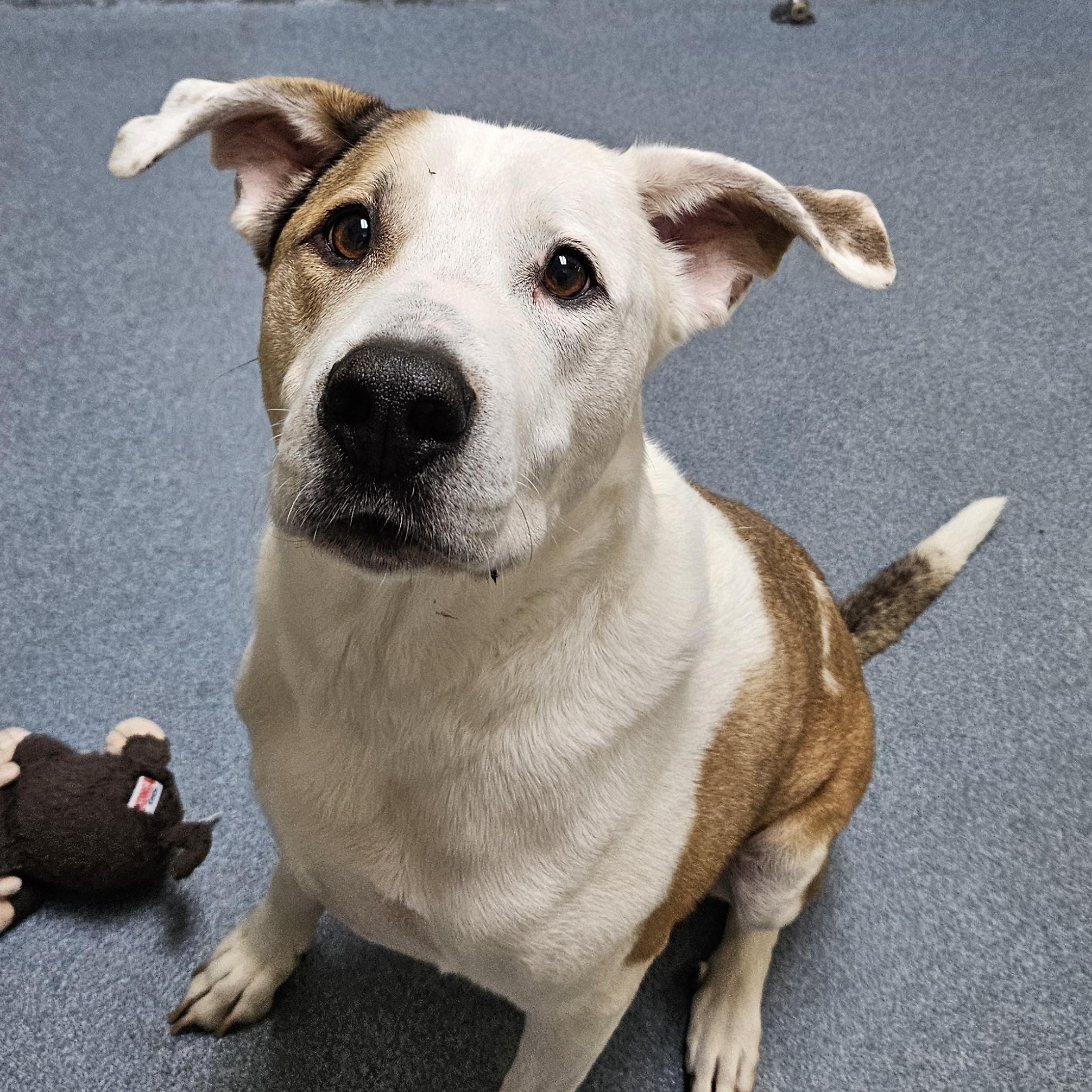 Enlarge Bravo, a ADOPTABLE mixed breed in Suffolk, VA image 2/2