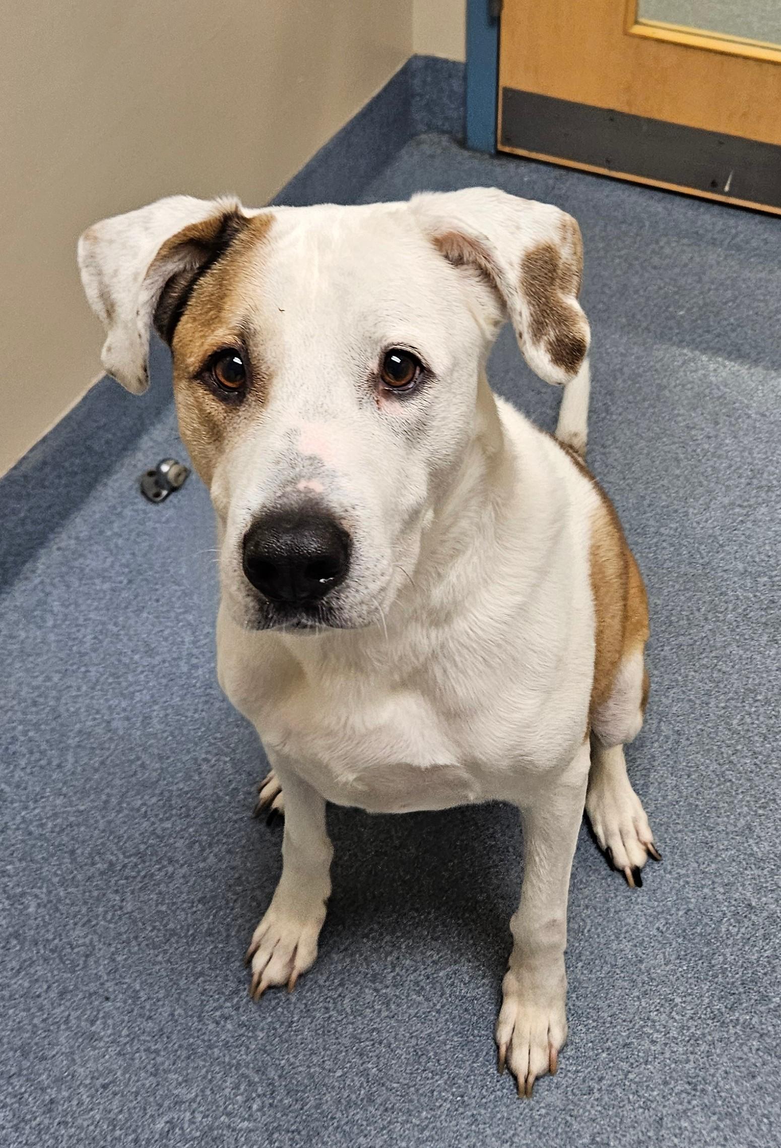 Bravo, ADOPTABLE, Adult Male Mixed Breed.