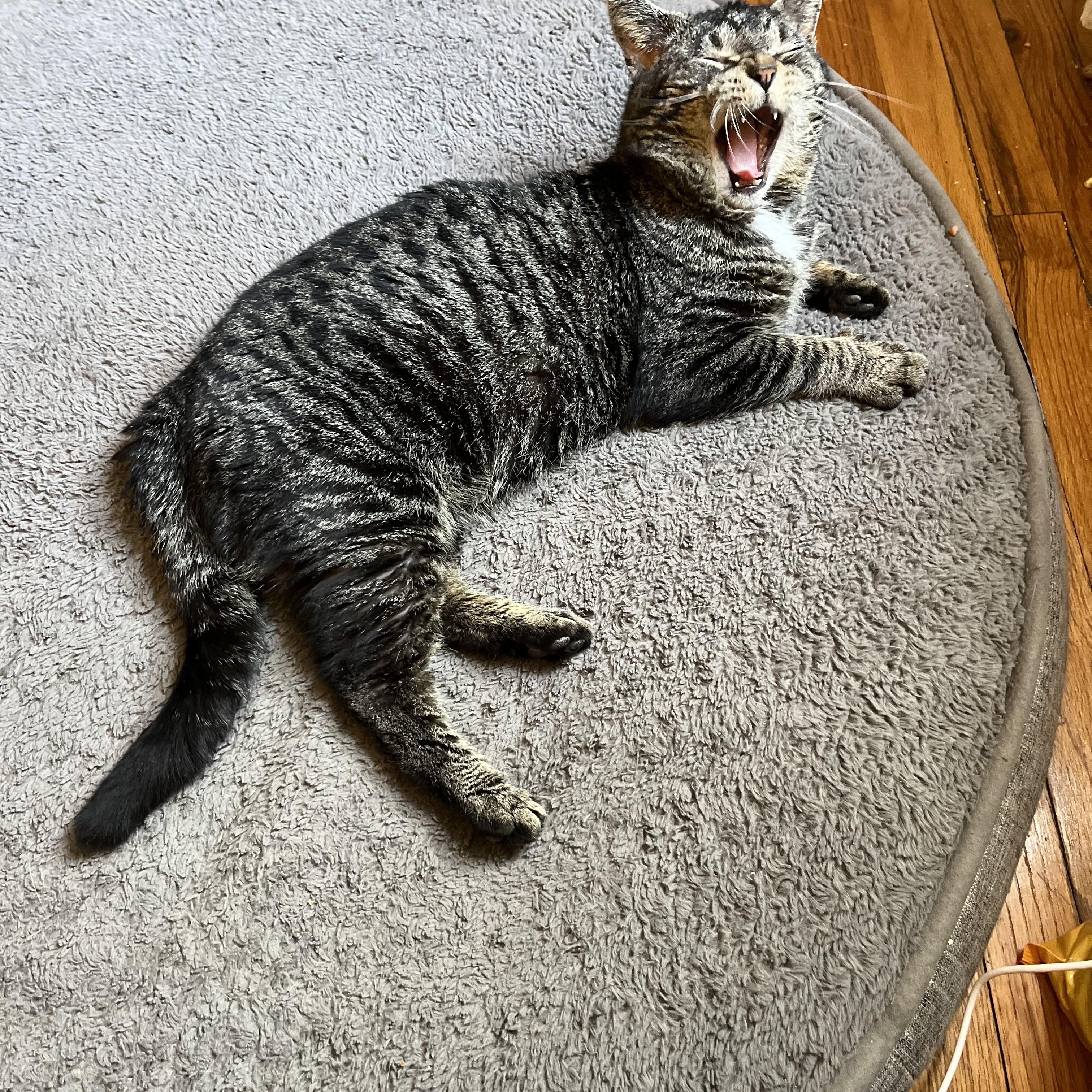 Enlarge Zoro , a ADOPTABLE Tiger in Enfield, CT image 2/4