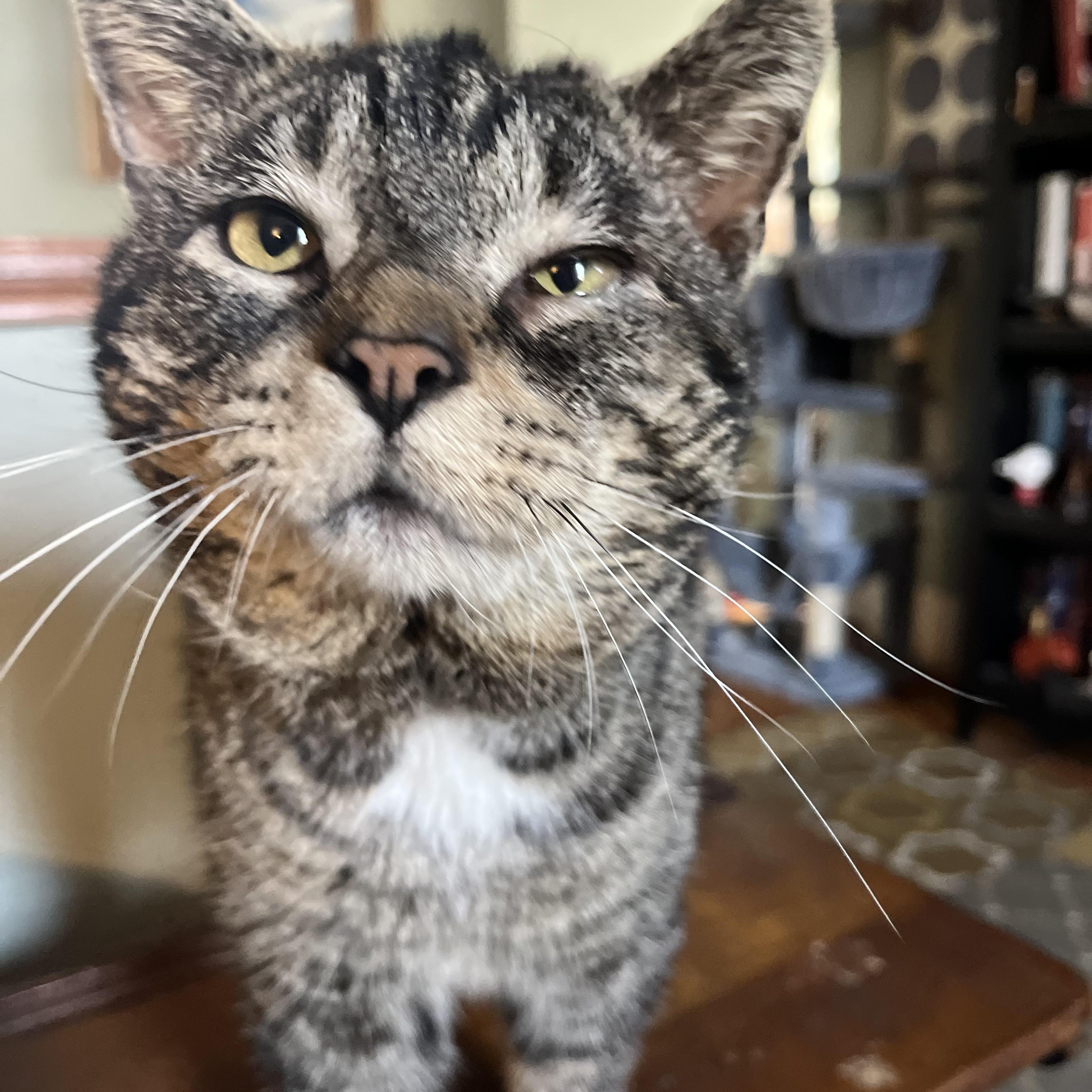 Enlarge Zoro , a ADOPTABLE Tiger in Enfield, CT image 1/4