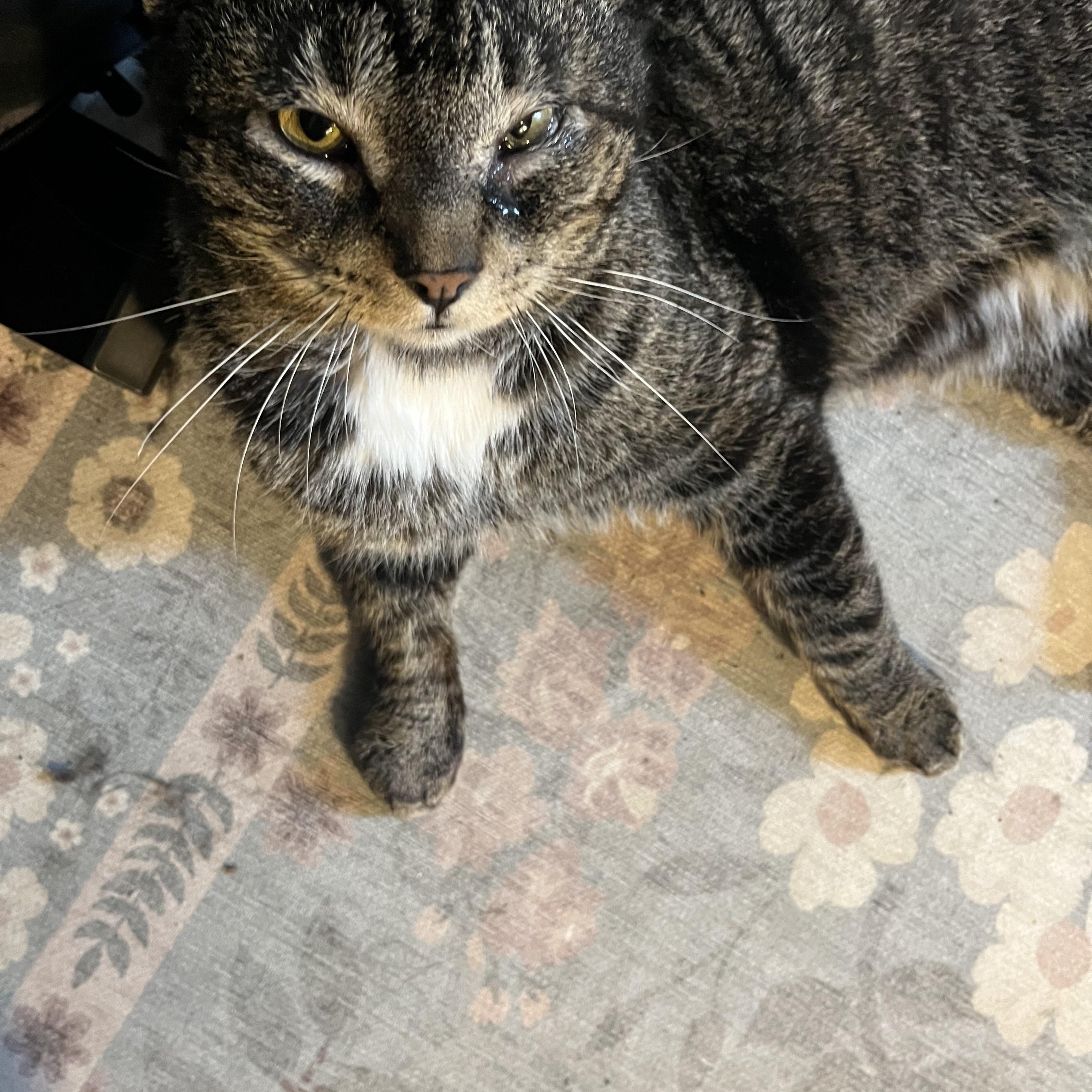 Enlarge Zoro , a ADOPTABLE Tiger in Enfield, CT image 3/4