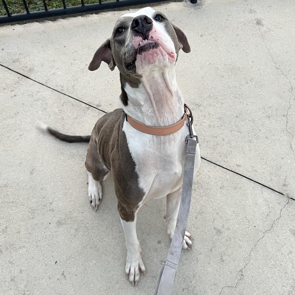 Dollar, Adoptable, Senior Male Mixed Breed.