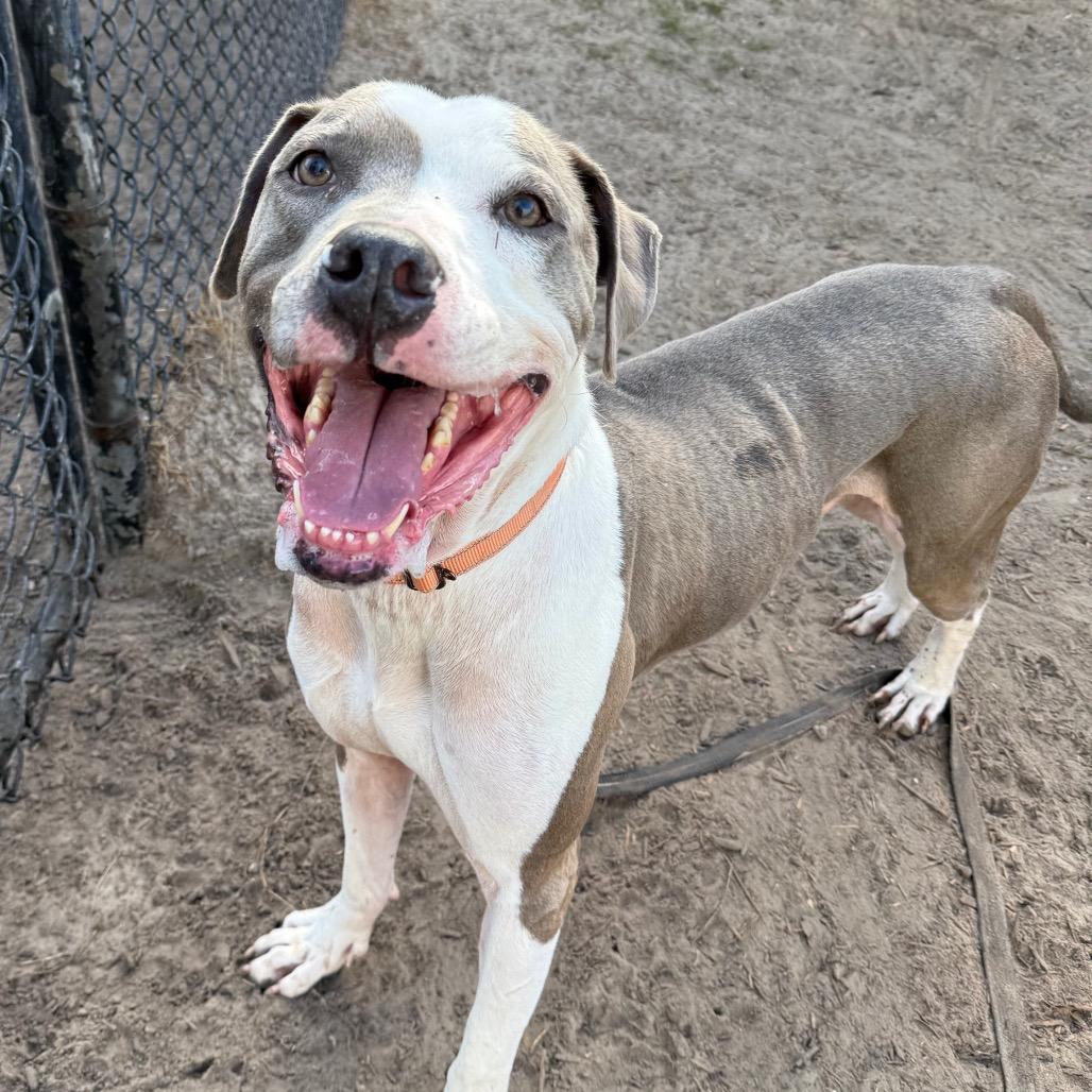 Enlarge Dollar, a Adoptable Mixed Breed in Jacksonville, FL image 2/6