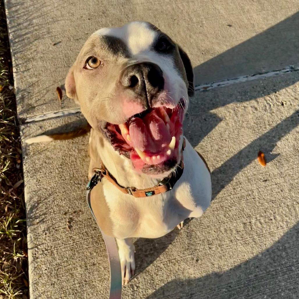 Enlarge Dollar, a Adoptable Mixed Breed in Jacksonville, FL image 3/6