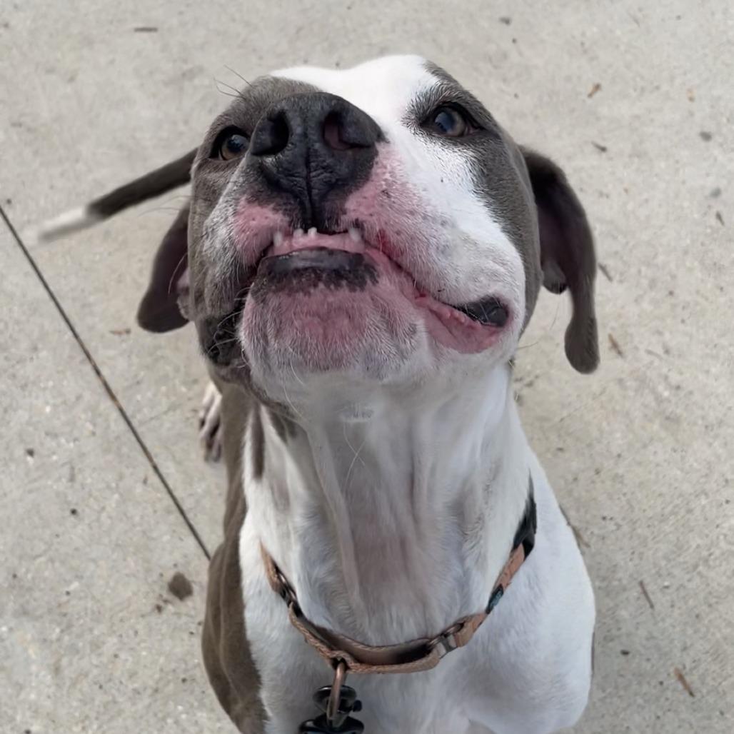 Enlarge Dollar, a Adoptable Mixed Breed in Jacksonville, FL image 4/6