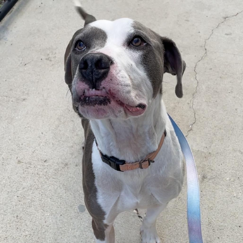 Enlarge Dollar, a Adoptable Mixed Breed in Jacksonville, FL image 5/6